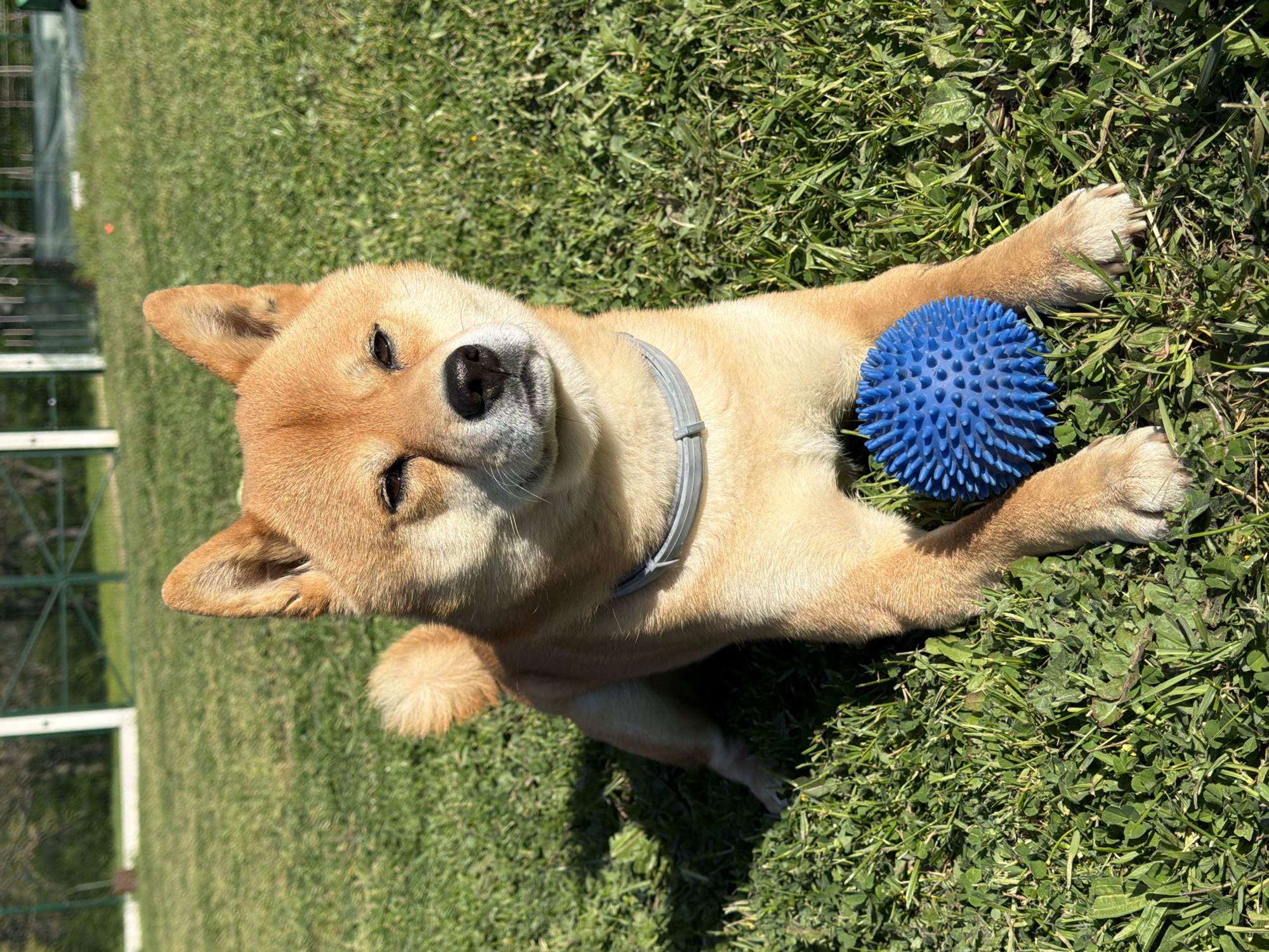 Shiba Inu enjoys sunny afternoon playtime in Bulgarian village