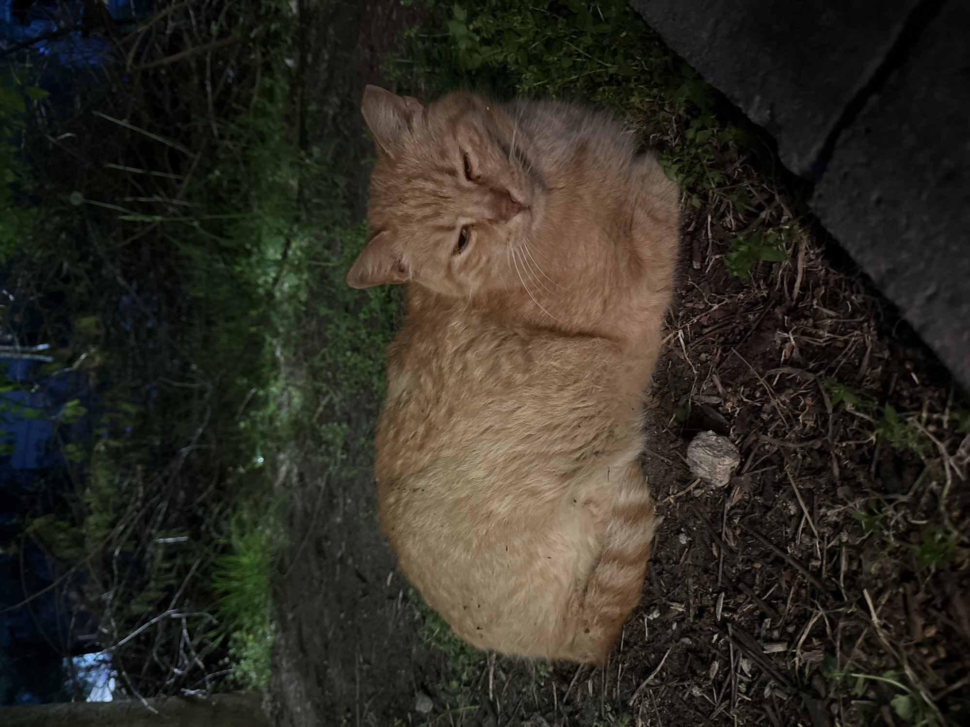 Cat rests in Sofia yard as rain dampens parked car