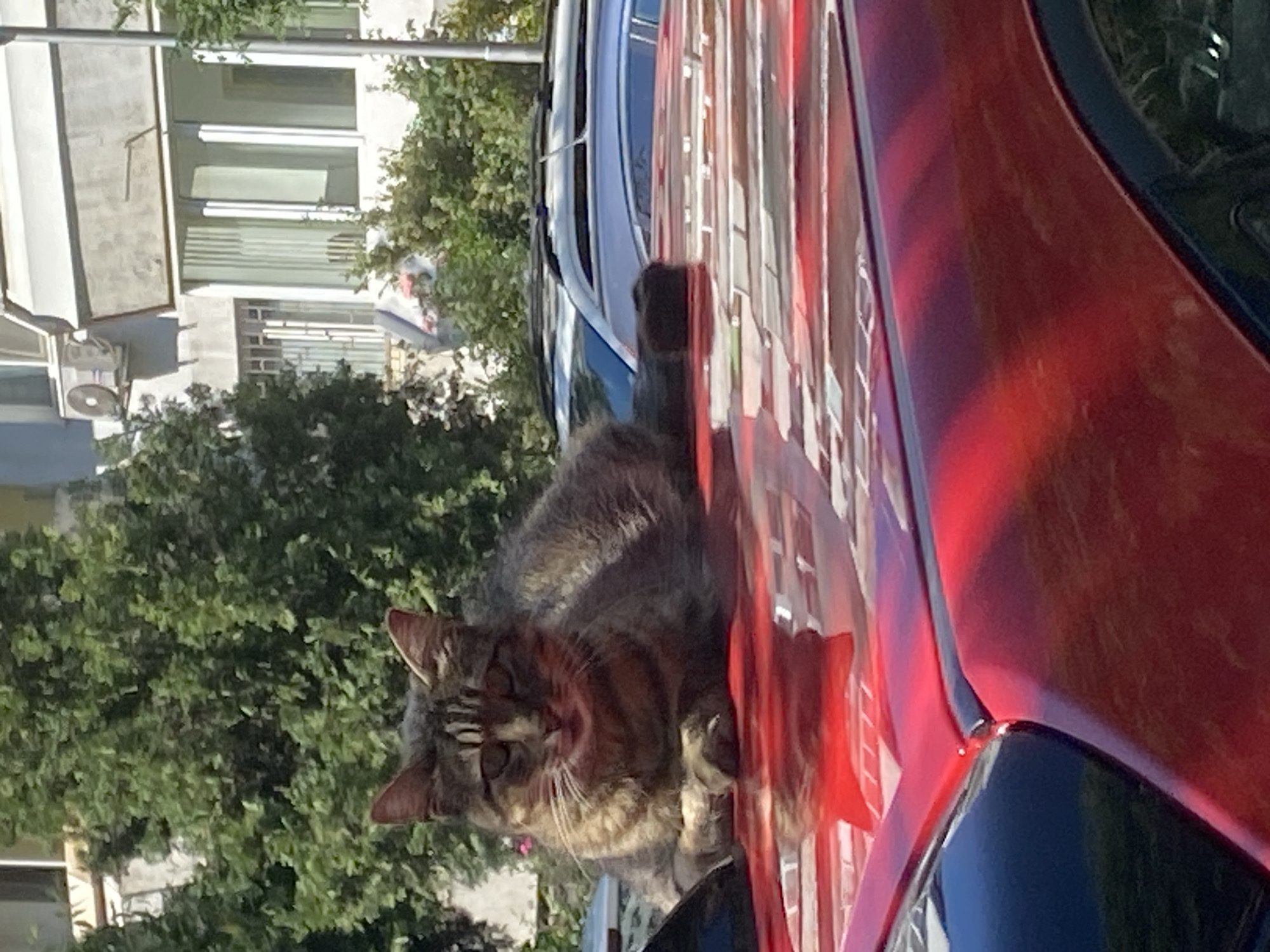 Ordinary life documented across Varna streets during sunny afternoon
