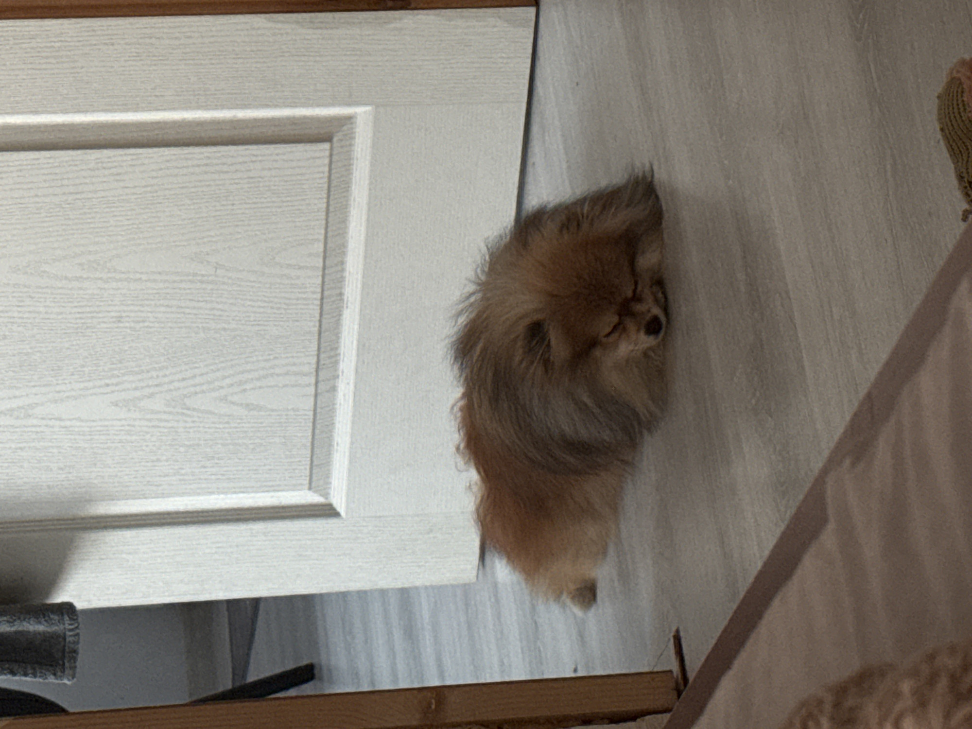 Sofia resident captures quiet domestic moments: pet, baking preparation