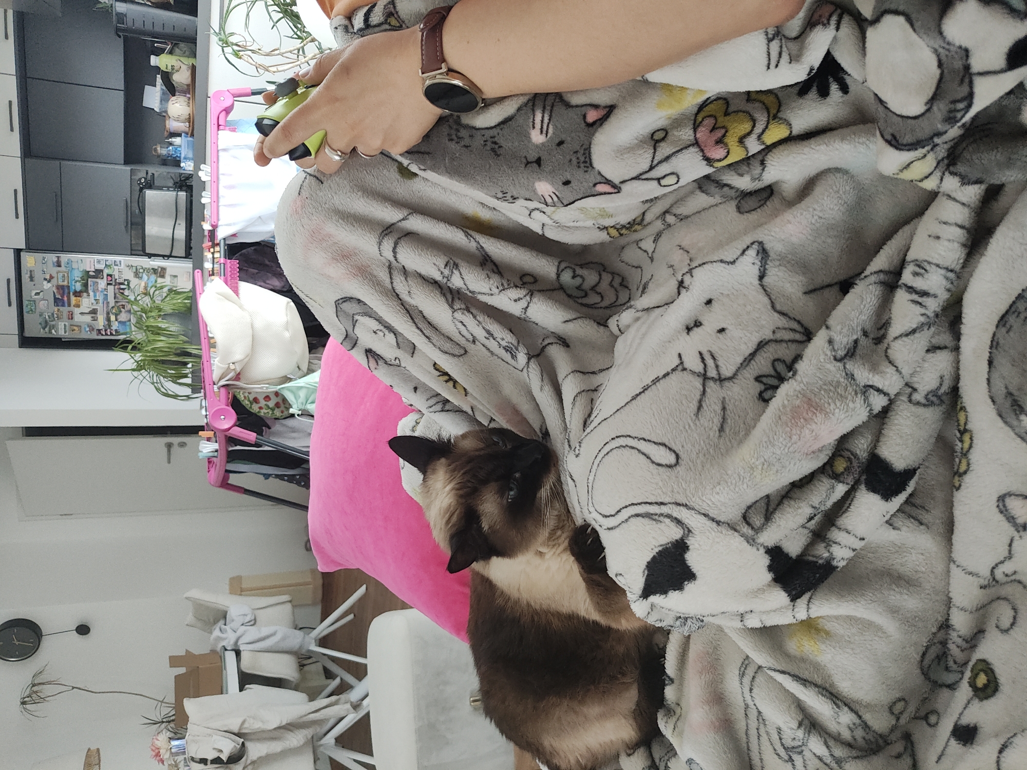 Person and Siamese cat share cozy blanket moment in Trebgast