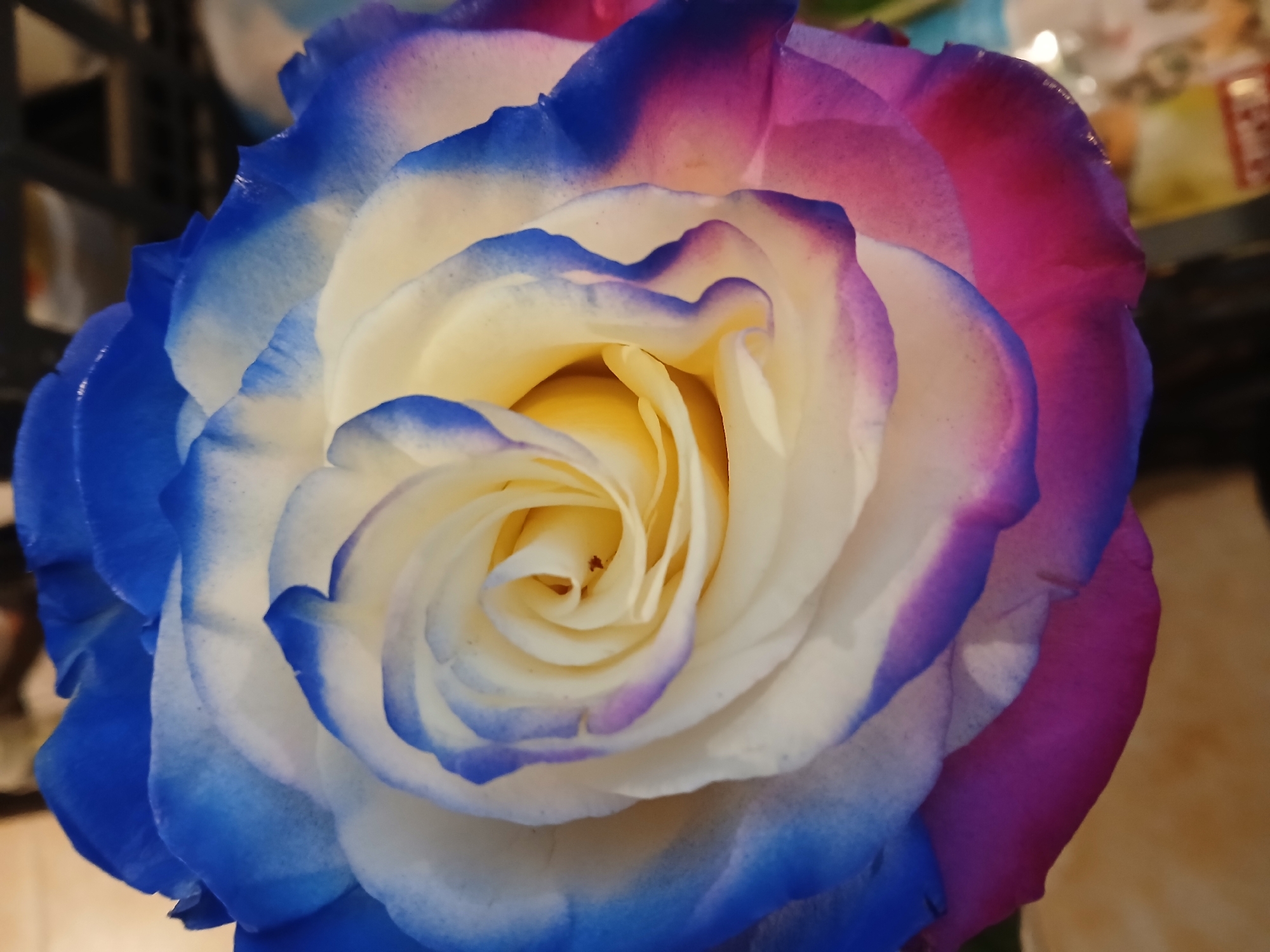 Variegated rose with blue, white, pink petals photographed in Bulgaria