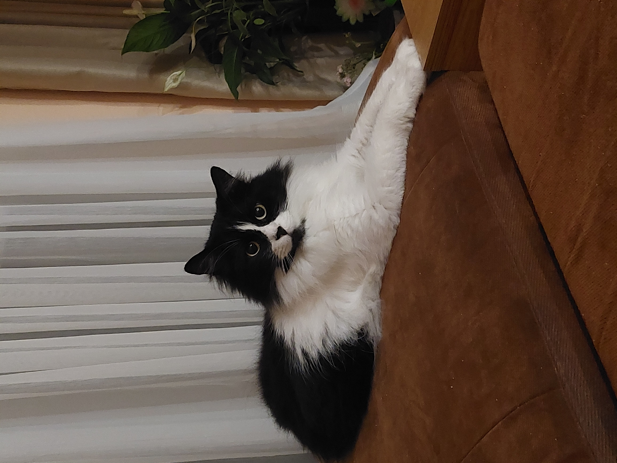Cat sits on couch, makes eye contact in Plovdiv