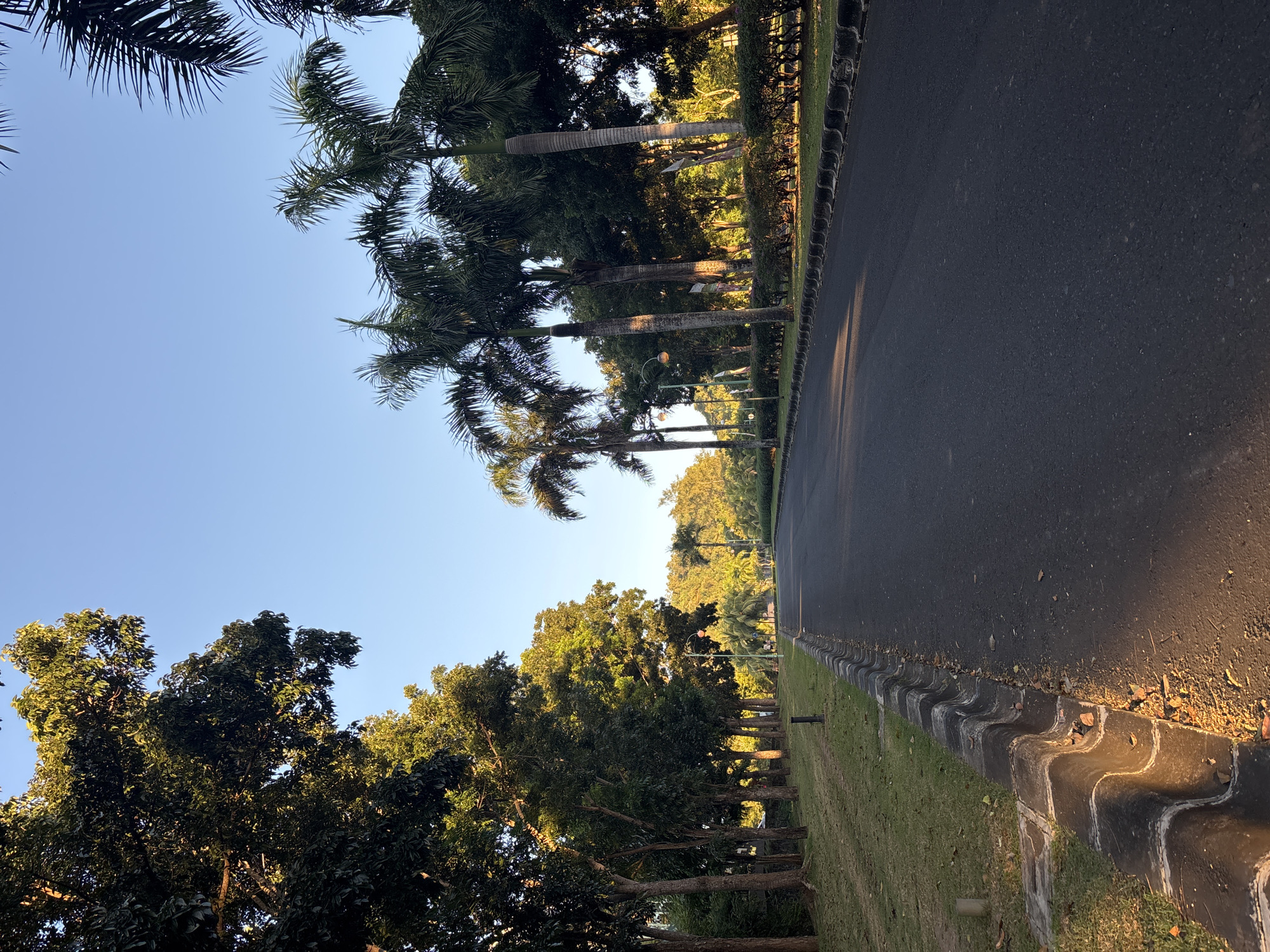 Palm-lined road documented in Kuta Selatan, Indonesia
