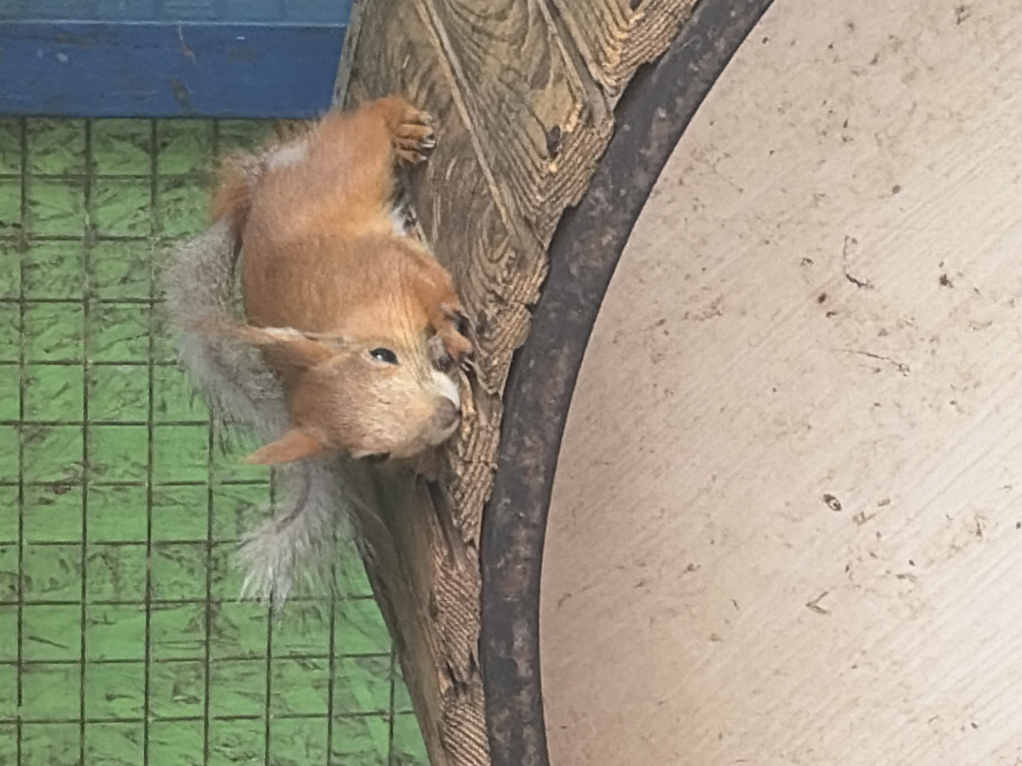 Squirrels, ducks, and a rabbit in a Russian settlement
