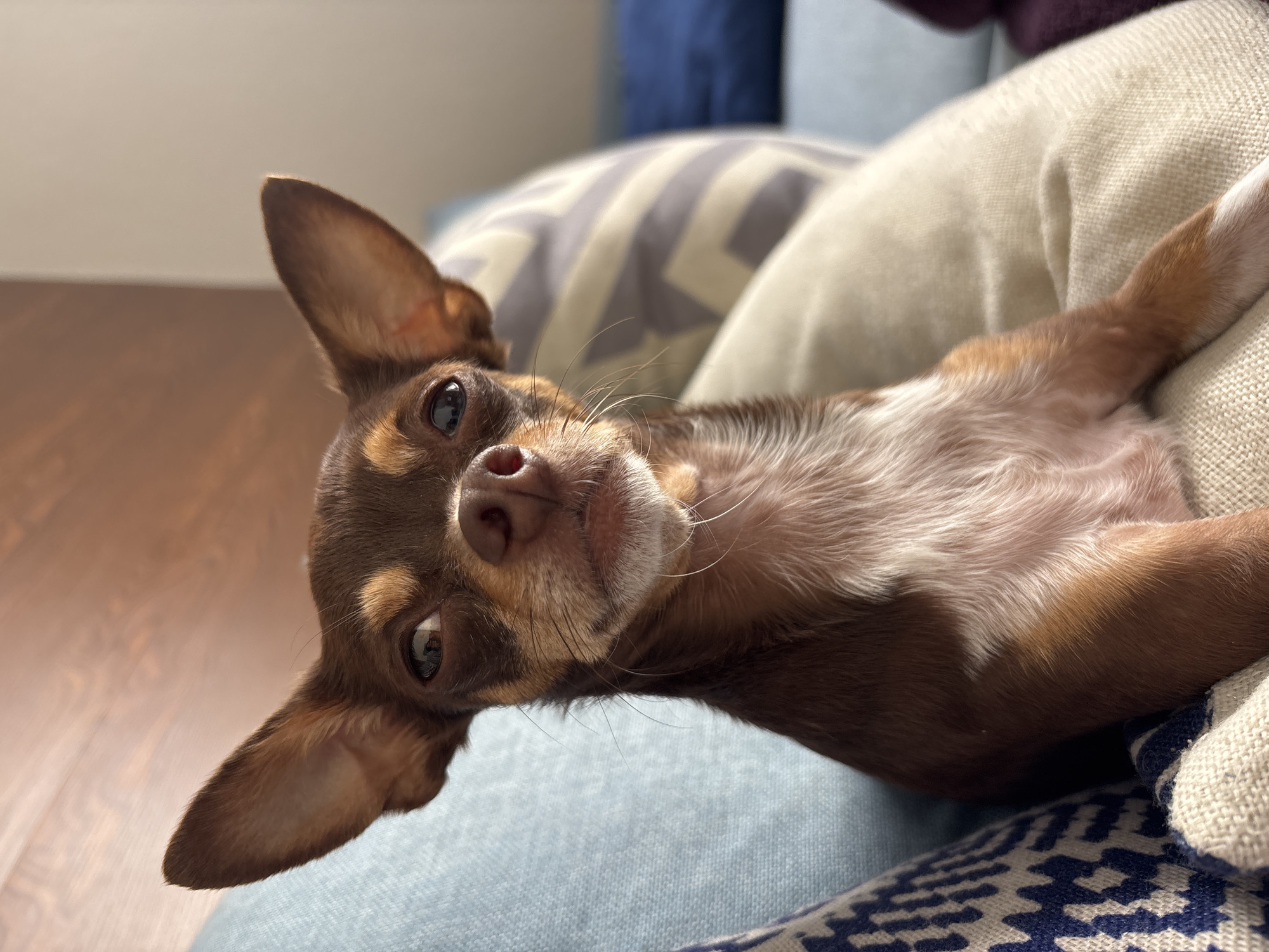 Chihuahua enjoys couch time during afternoon in Puebla