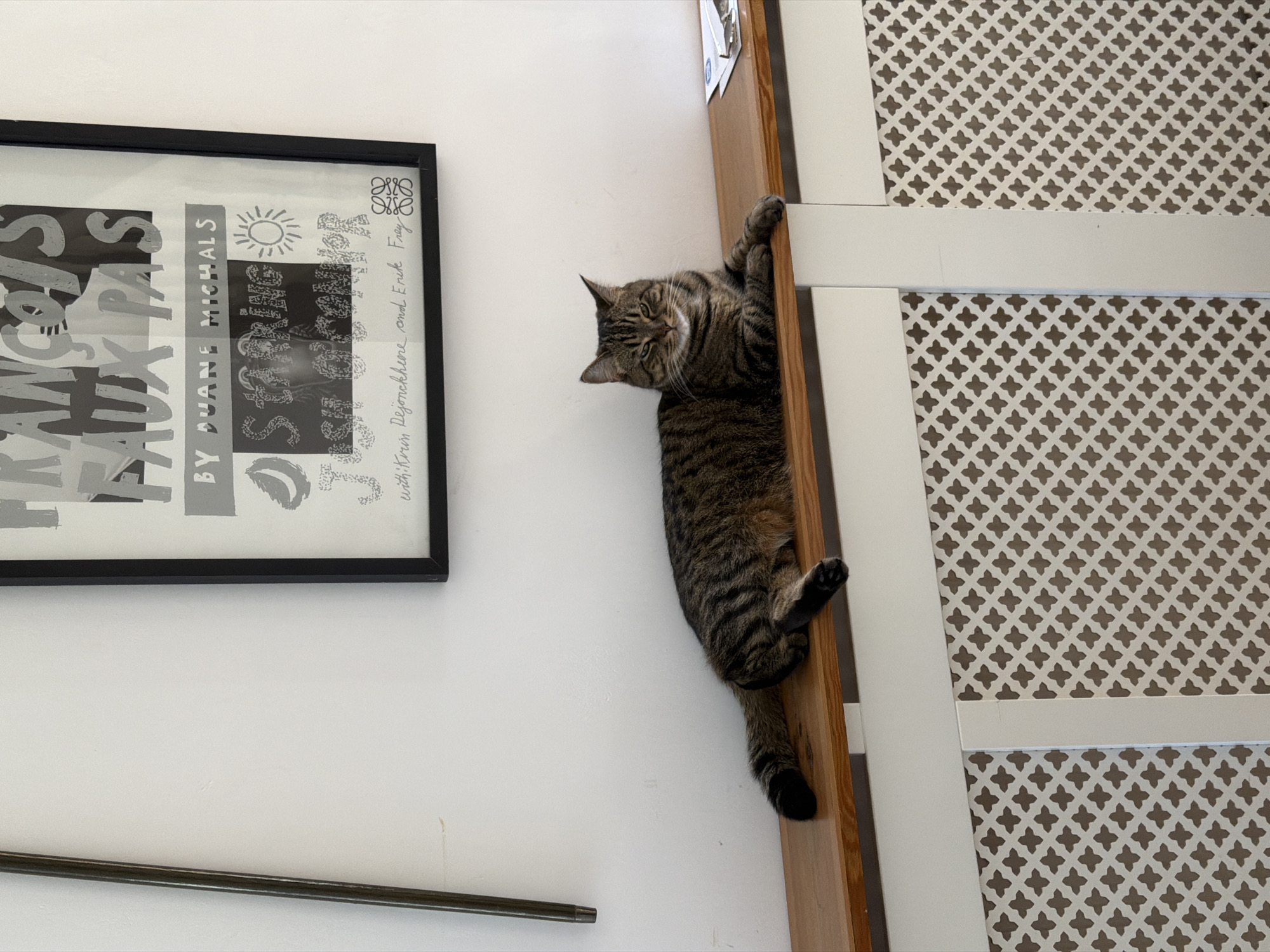 Cat climbs door as vegetables prepped in Folkestone home