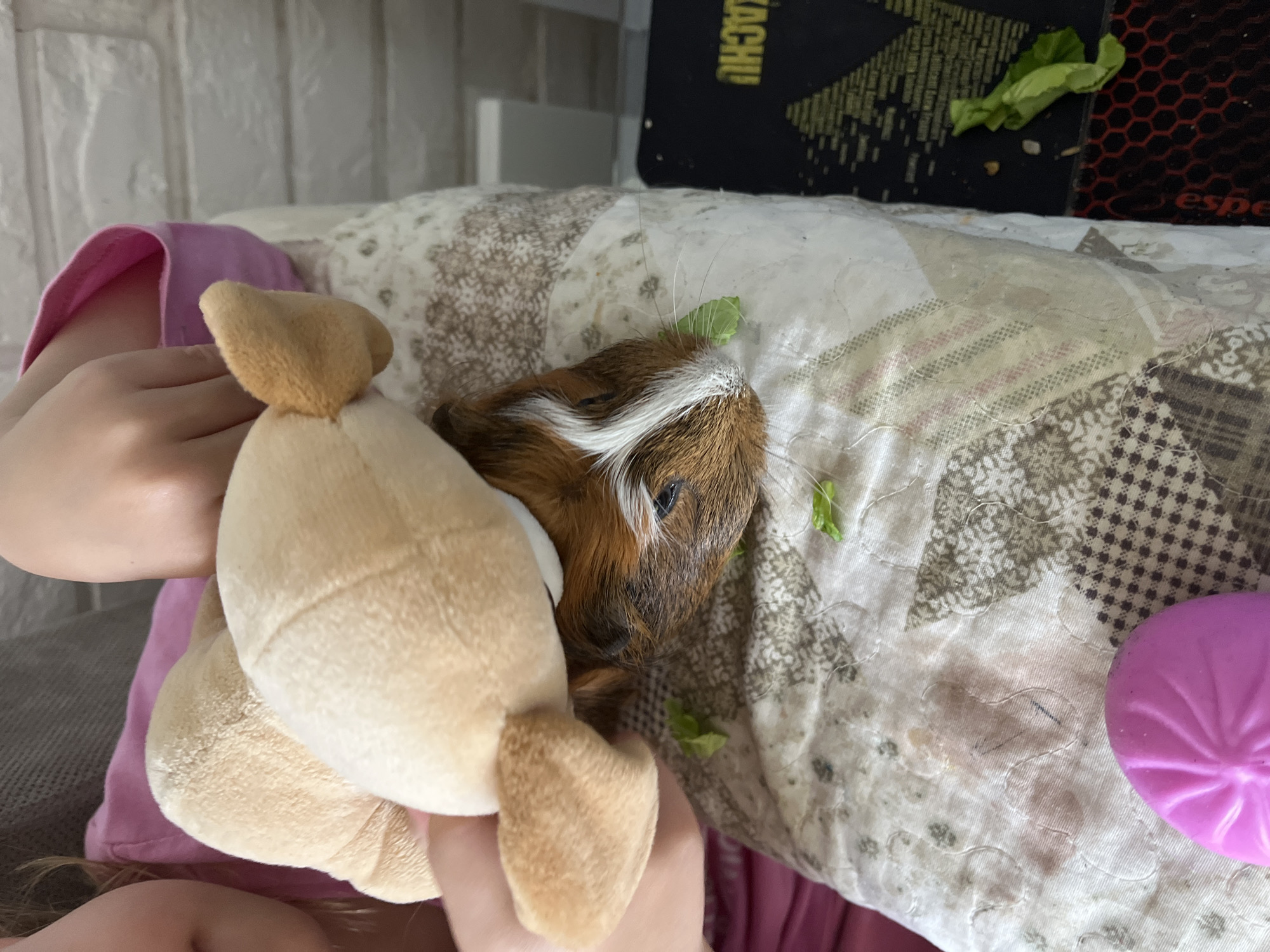 Child shares quiet morning moments with beloved guinea pig