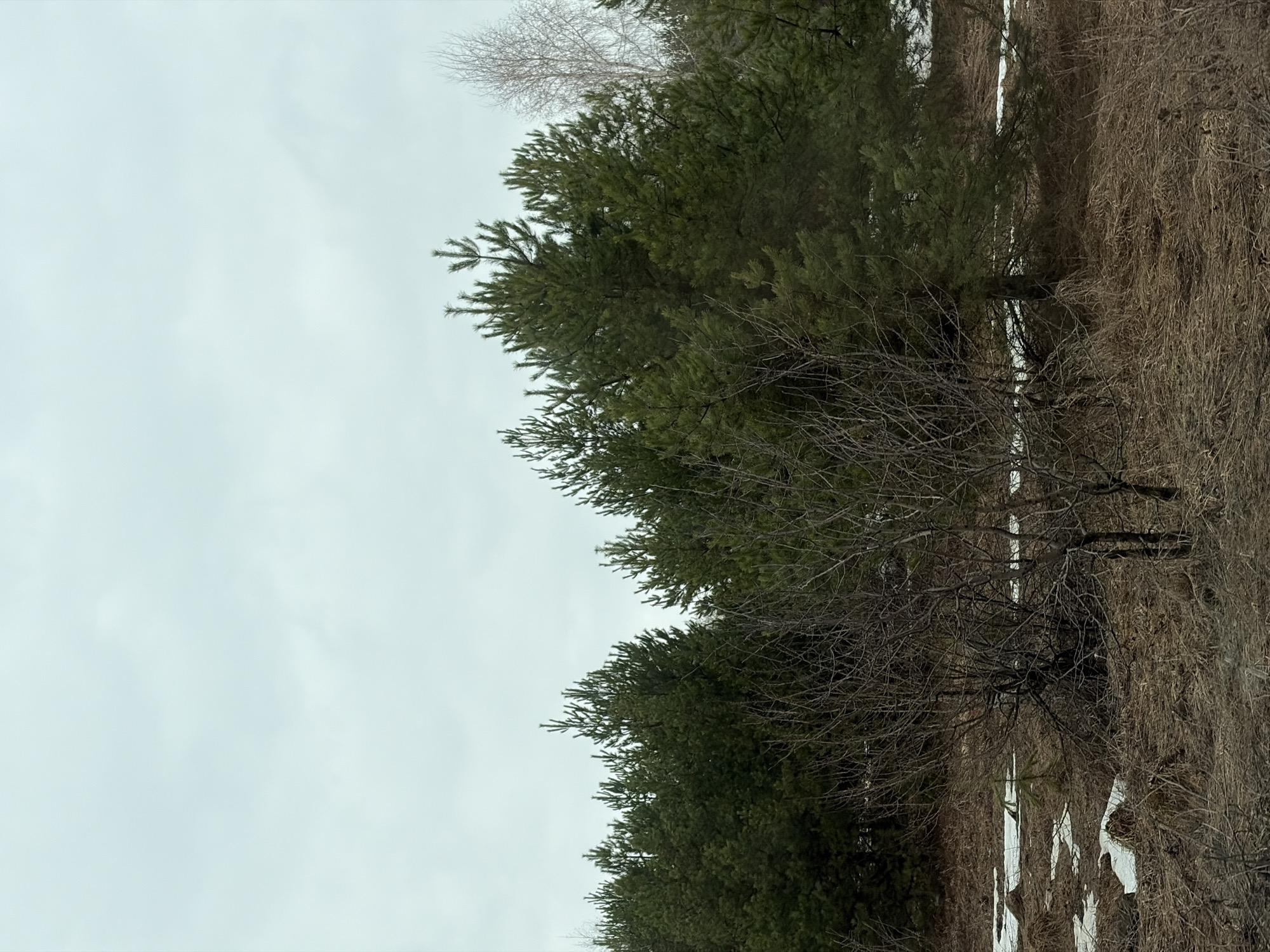 Spring landscape documented in Prikamsky region shows mixed forest