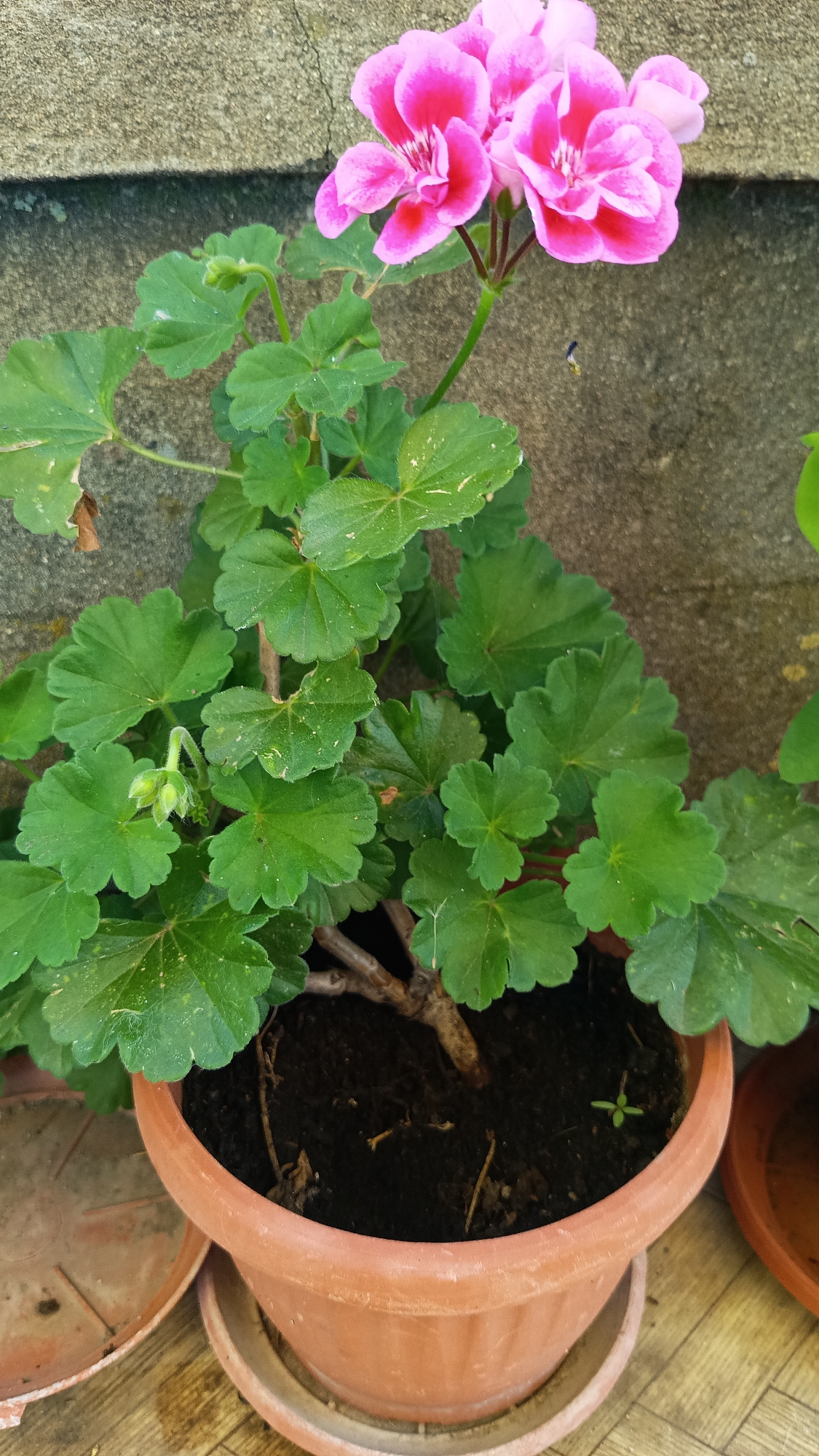 Morning glimpses of plants and pets in Bulgarian village