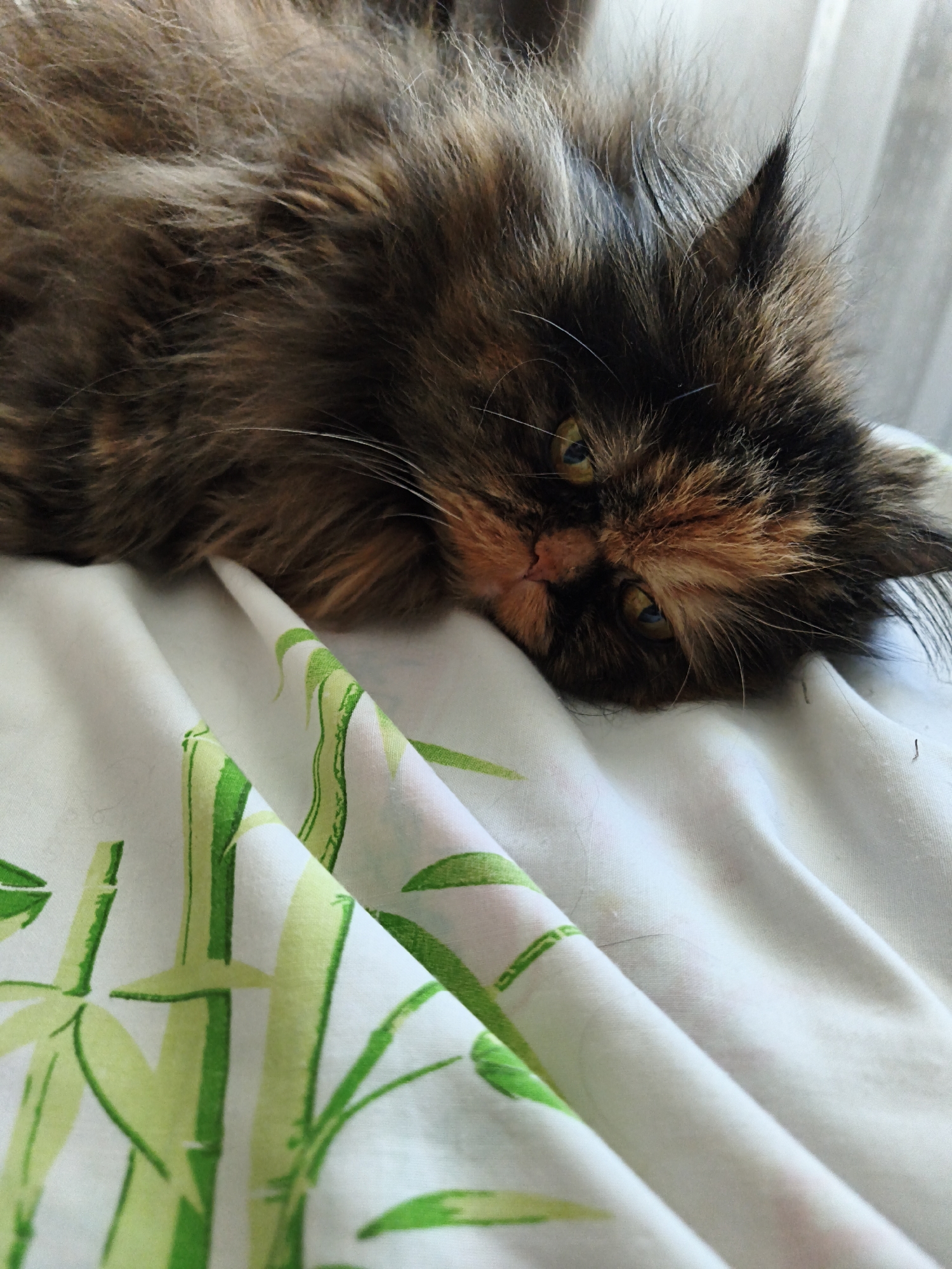 Tortoiseshell cat naps and lounges on a patterned white bed