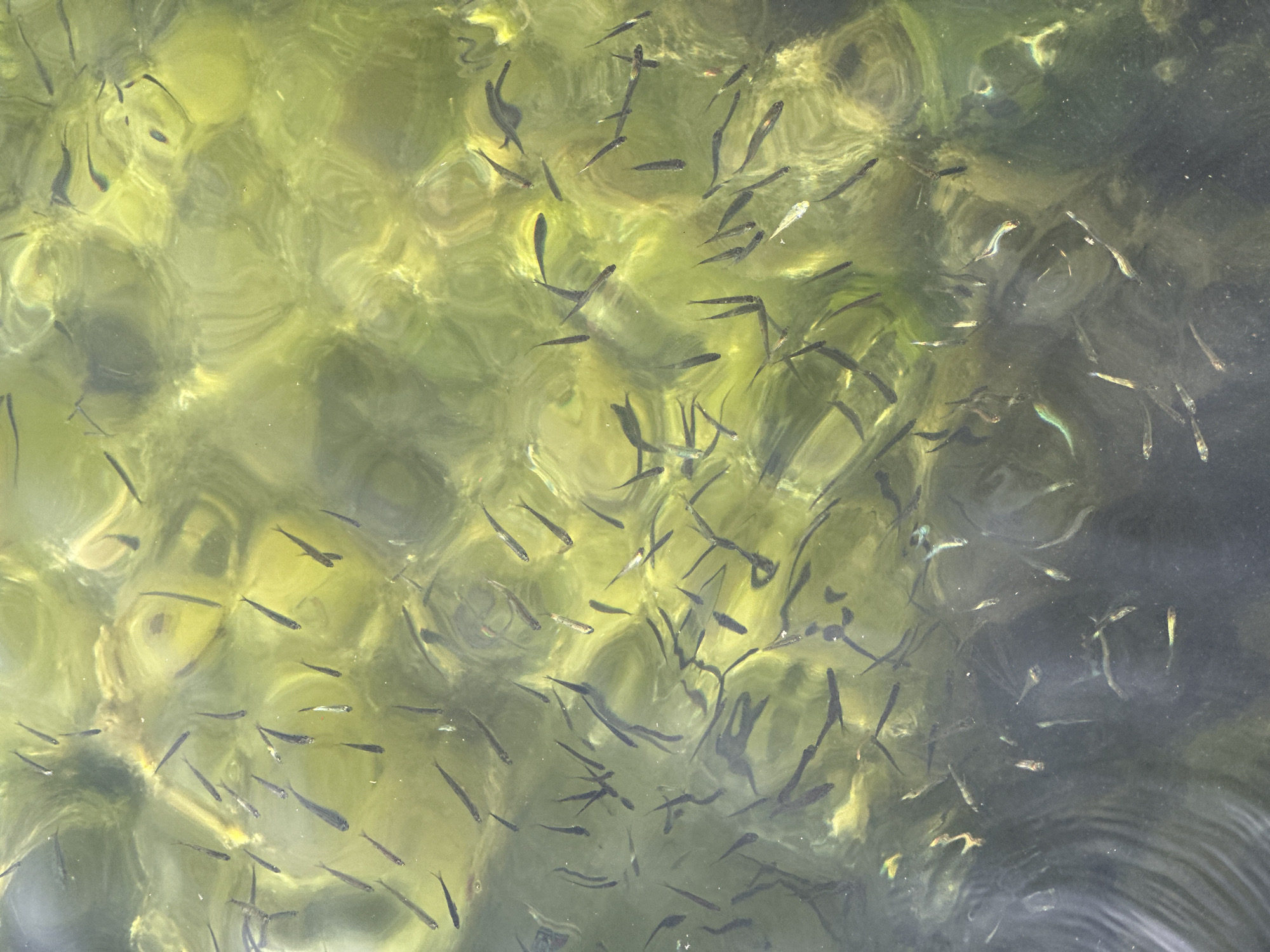 Large school of juvenile fish spotted in Perast waters