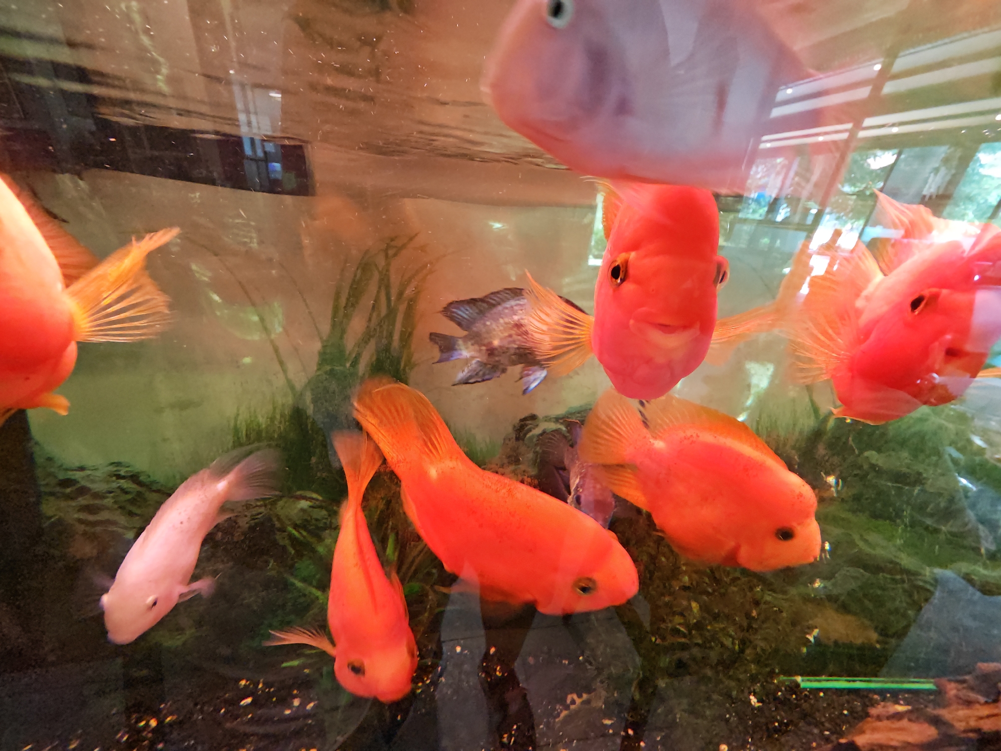 Freshwater aquarium with cichlids documented in Sofia, Bulgaria