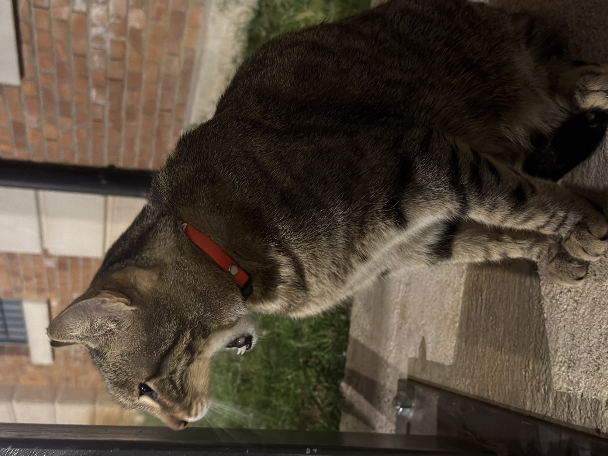 Cat named VATRO spotted grooming in Rijeka, Croatia
