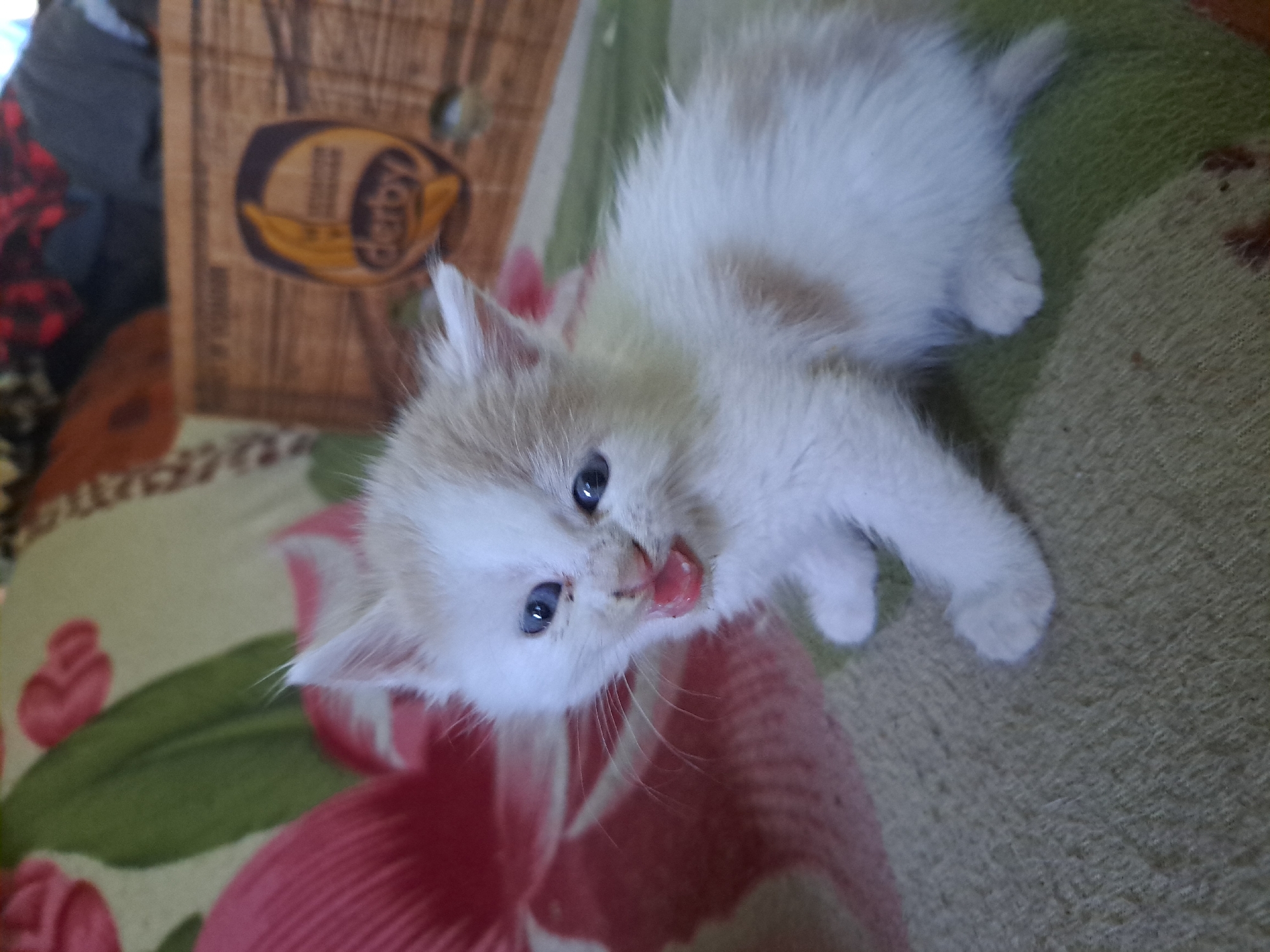 Kittens, dogs, and everyday life in Vypasne, Ukraine