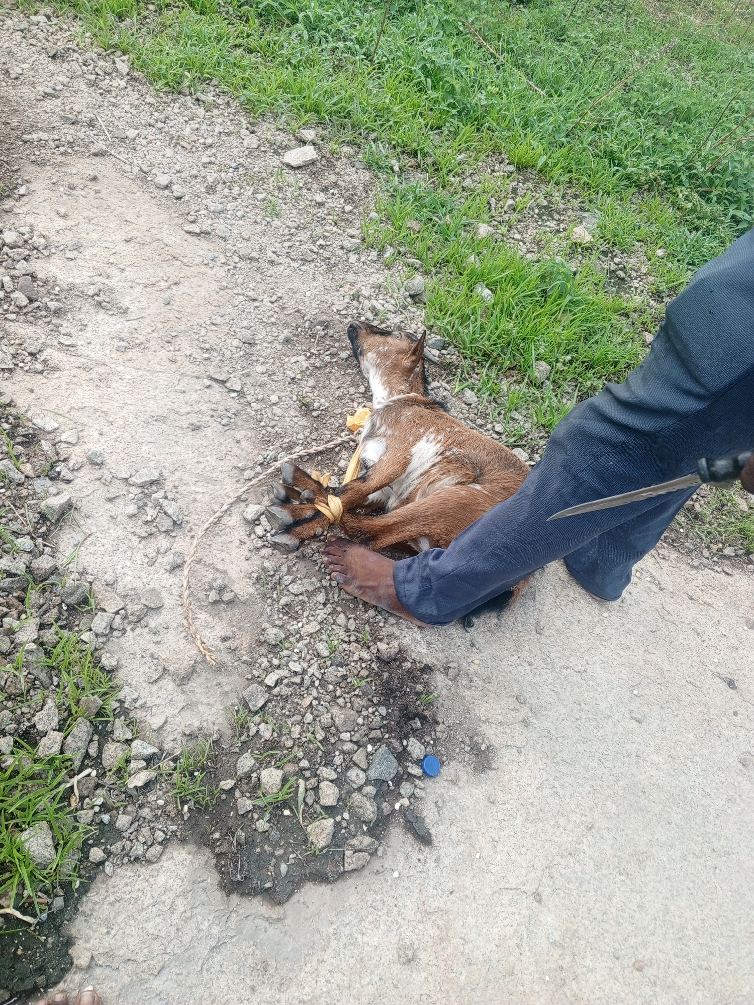 Rural scenes captured: goat restraint and hilltop gathering