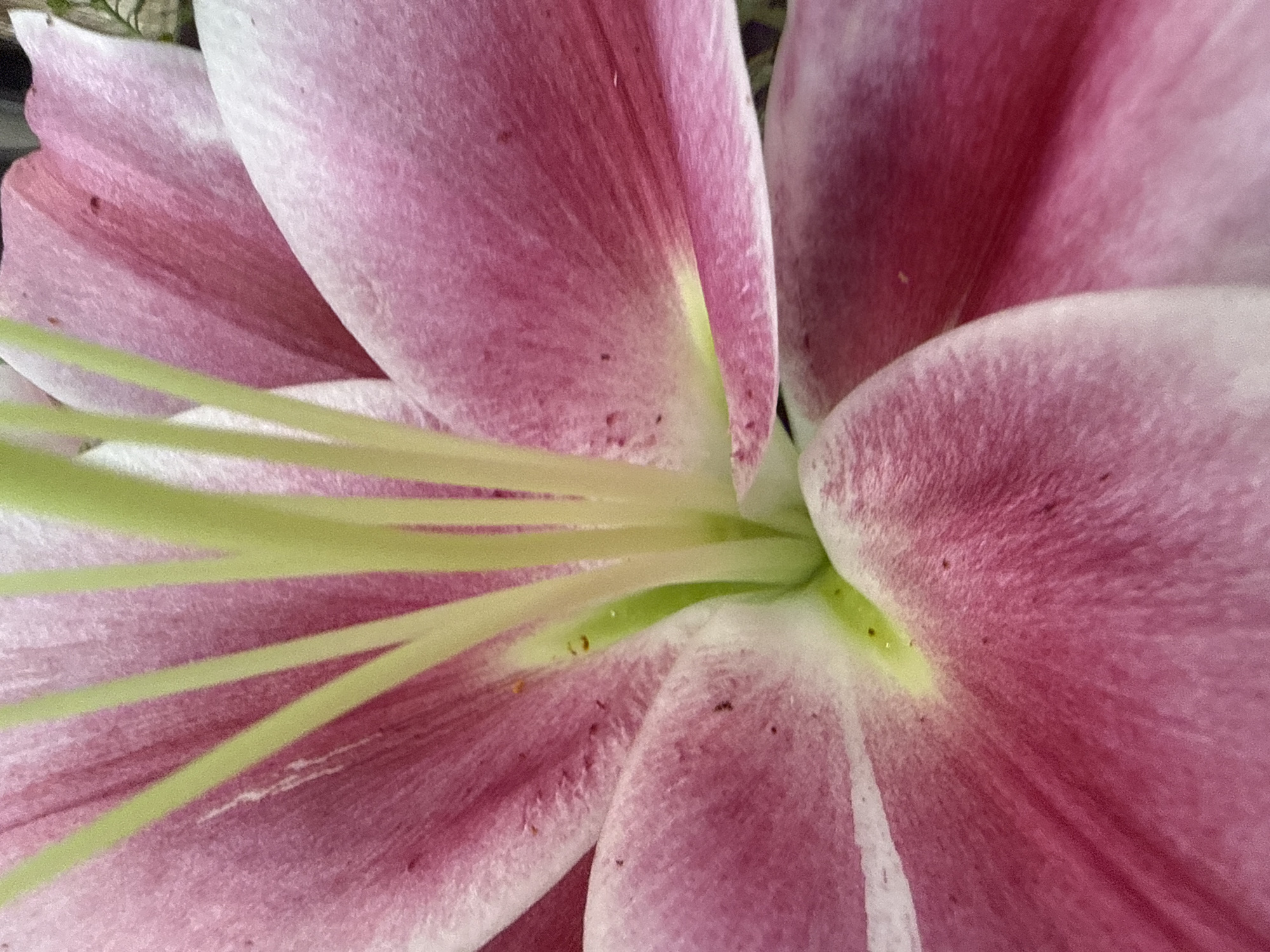 Ordinary moments captured: flowers, storefront, park bench, elevator selfie