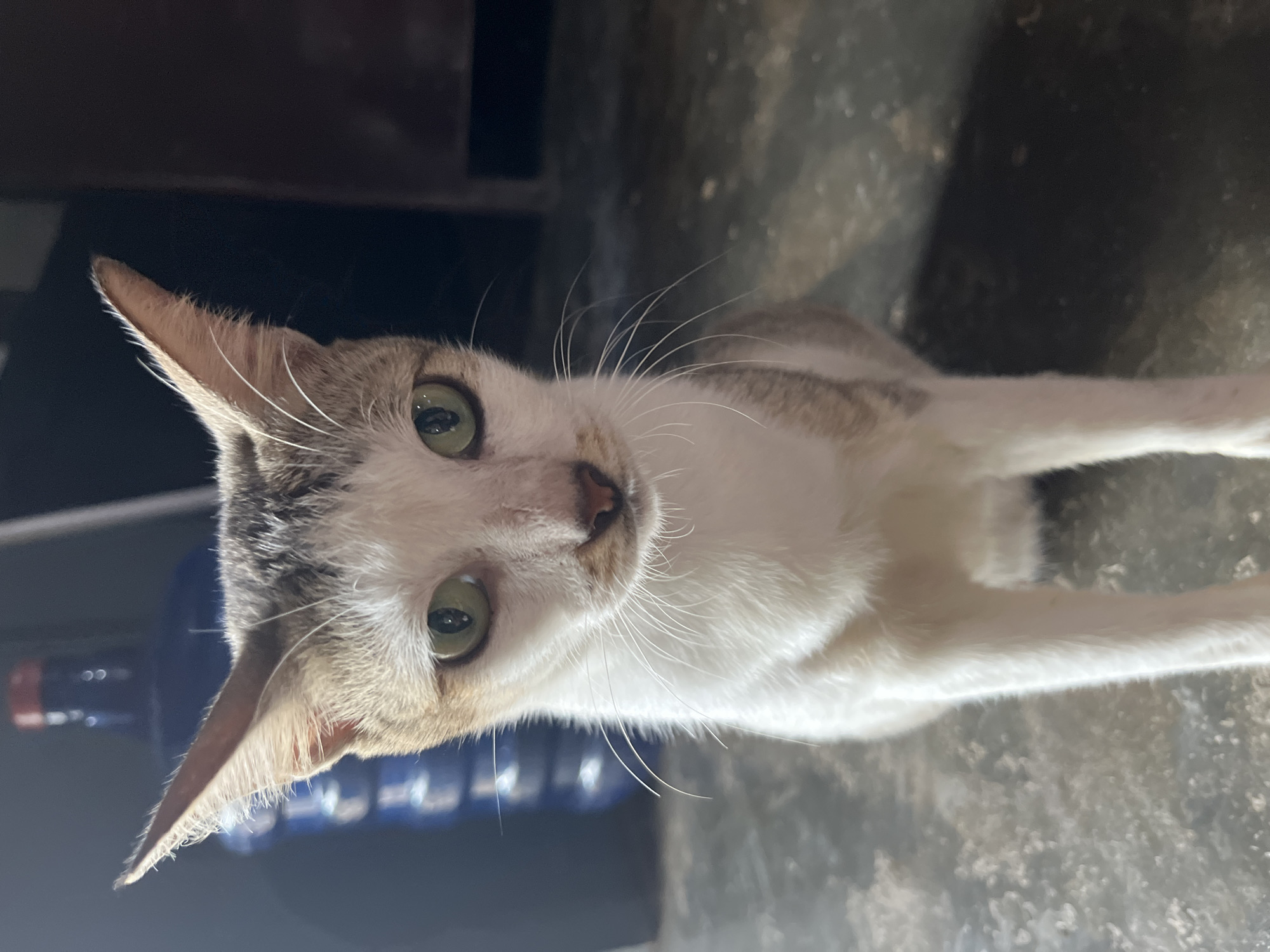 Tabby-and-white cat loitering on a concrete floor in Kruengmate
