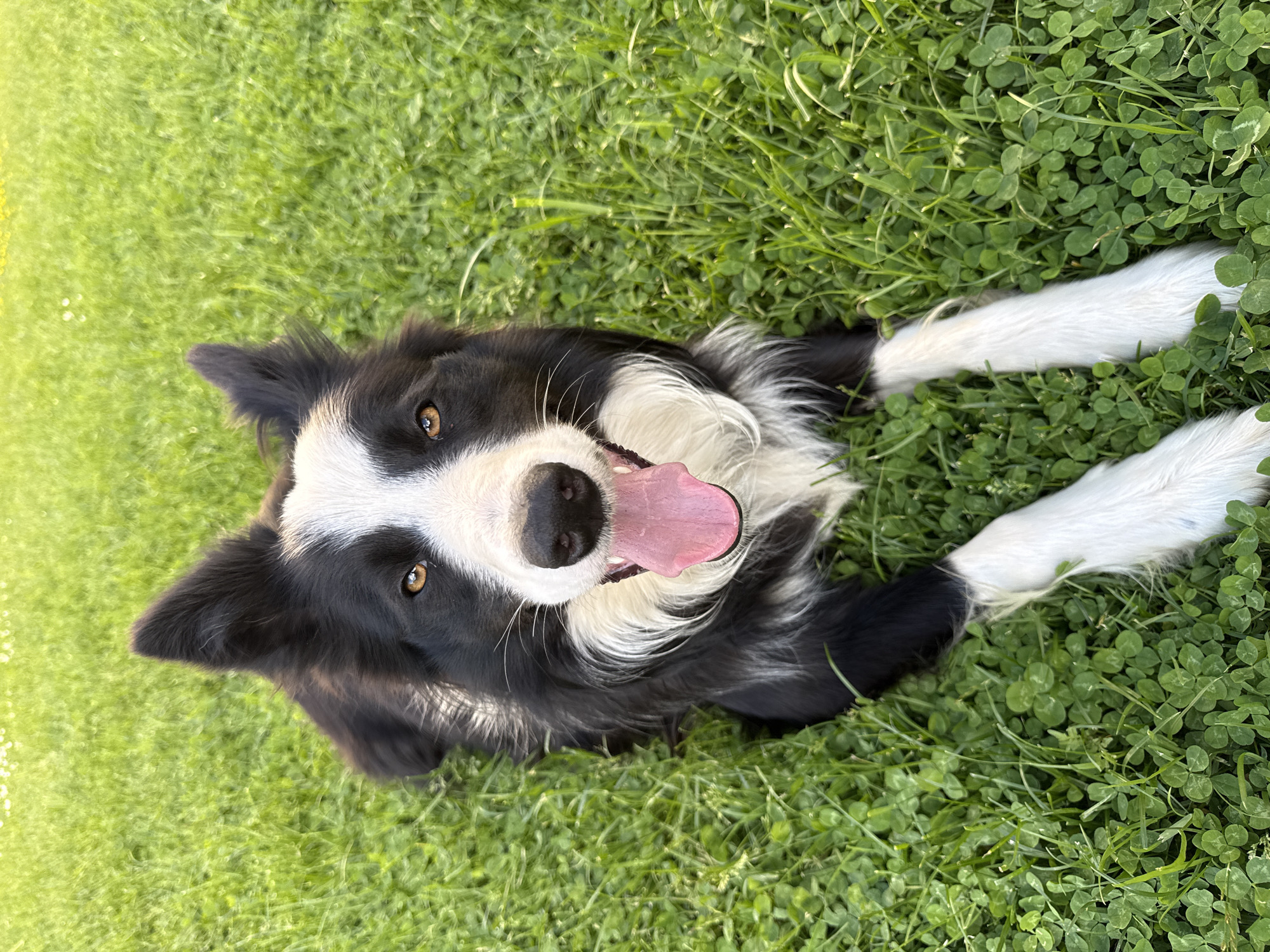 Pets relax in grass during afternoon in Bulgarian town