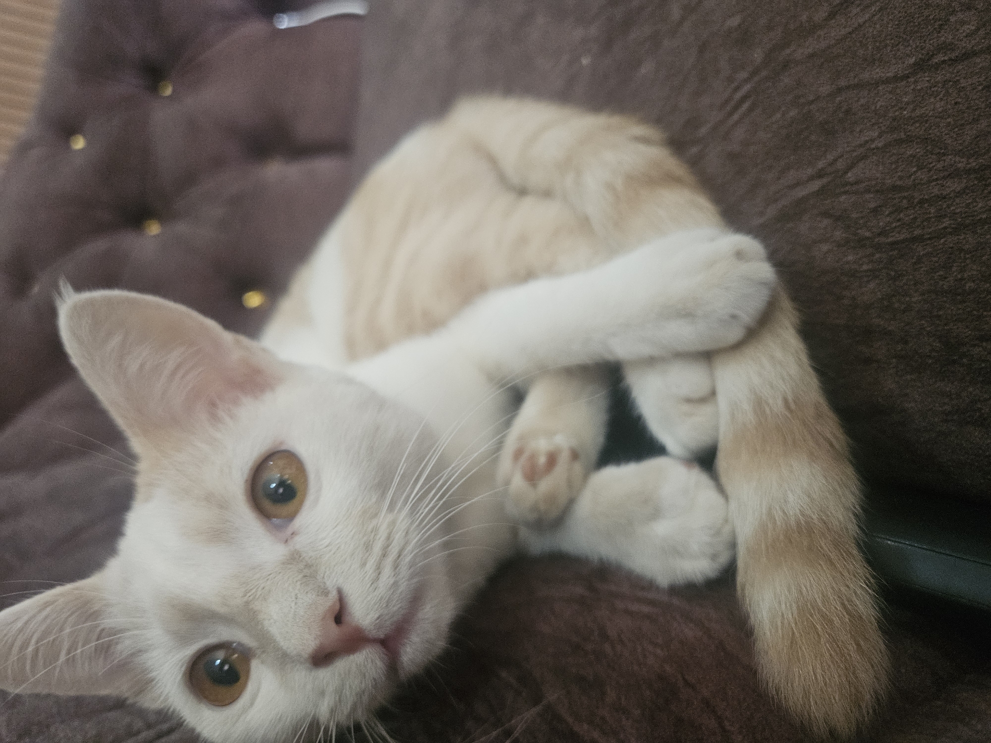 Cat rests on sofa in Nigerian home