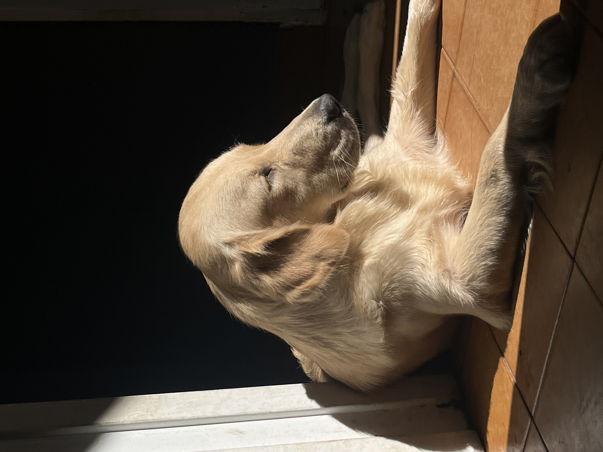 Golden Retriever rests in sunlight on Buenos Aires floor