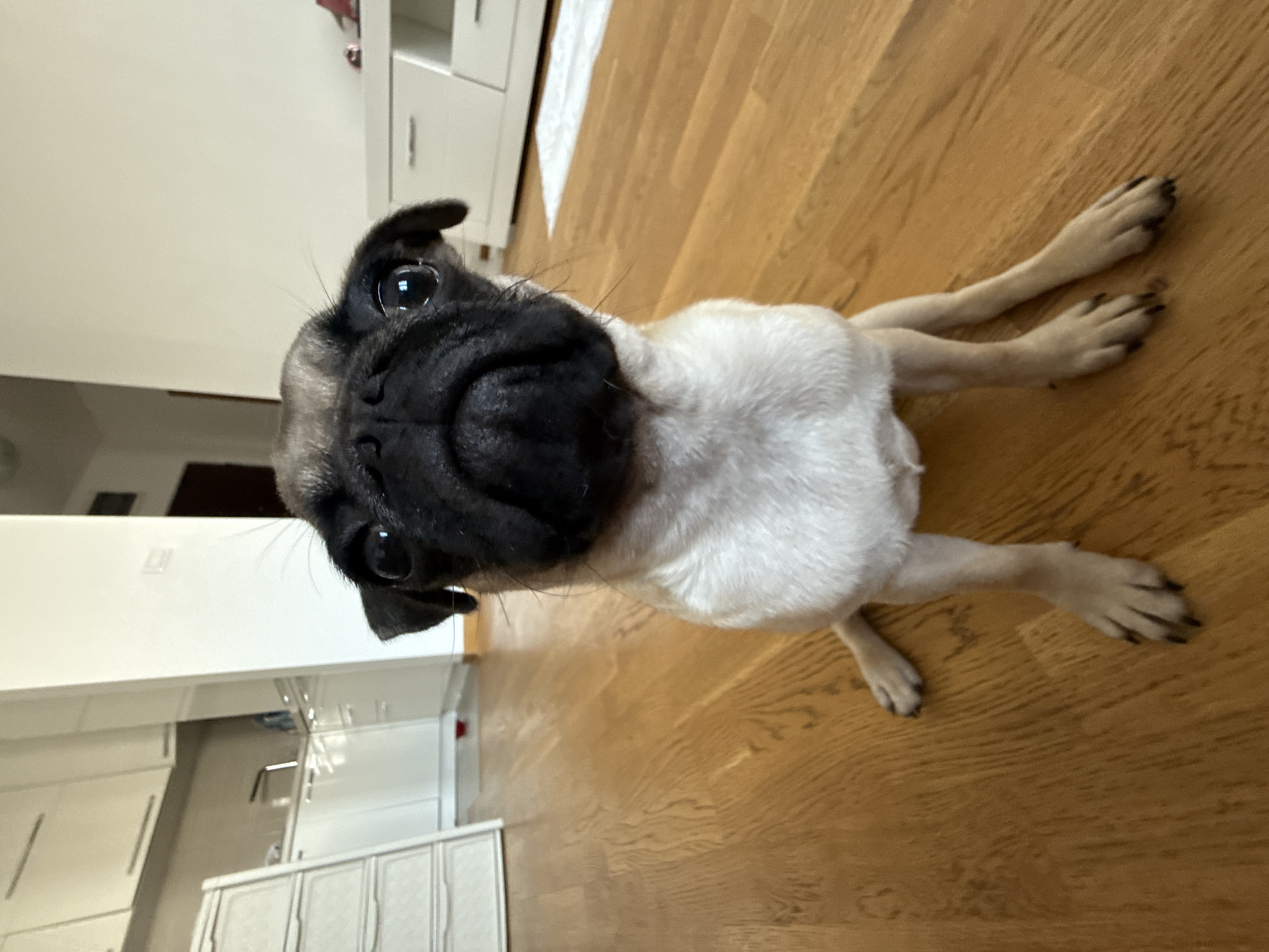 Fawn pug on hardwood floor, sitting and standing