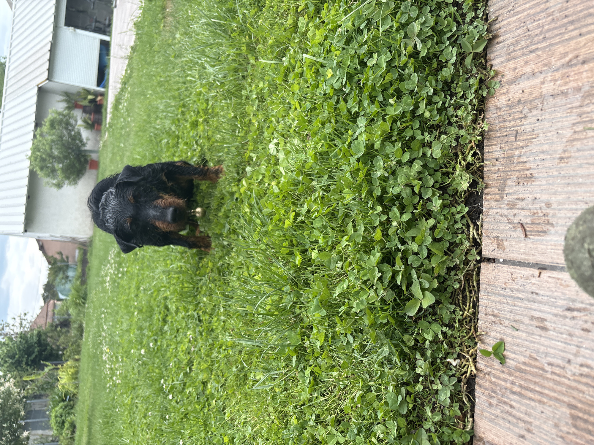Jagdterrier dog plays in Bulgarian village yard