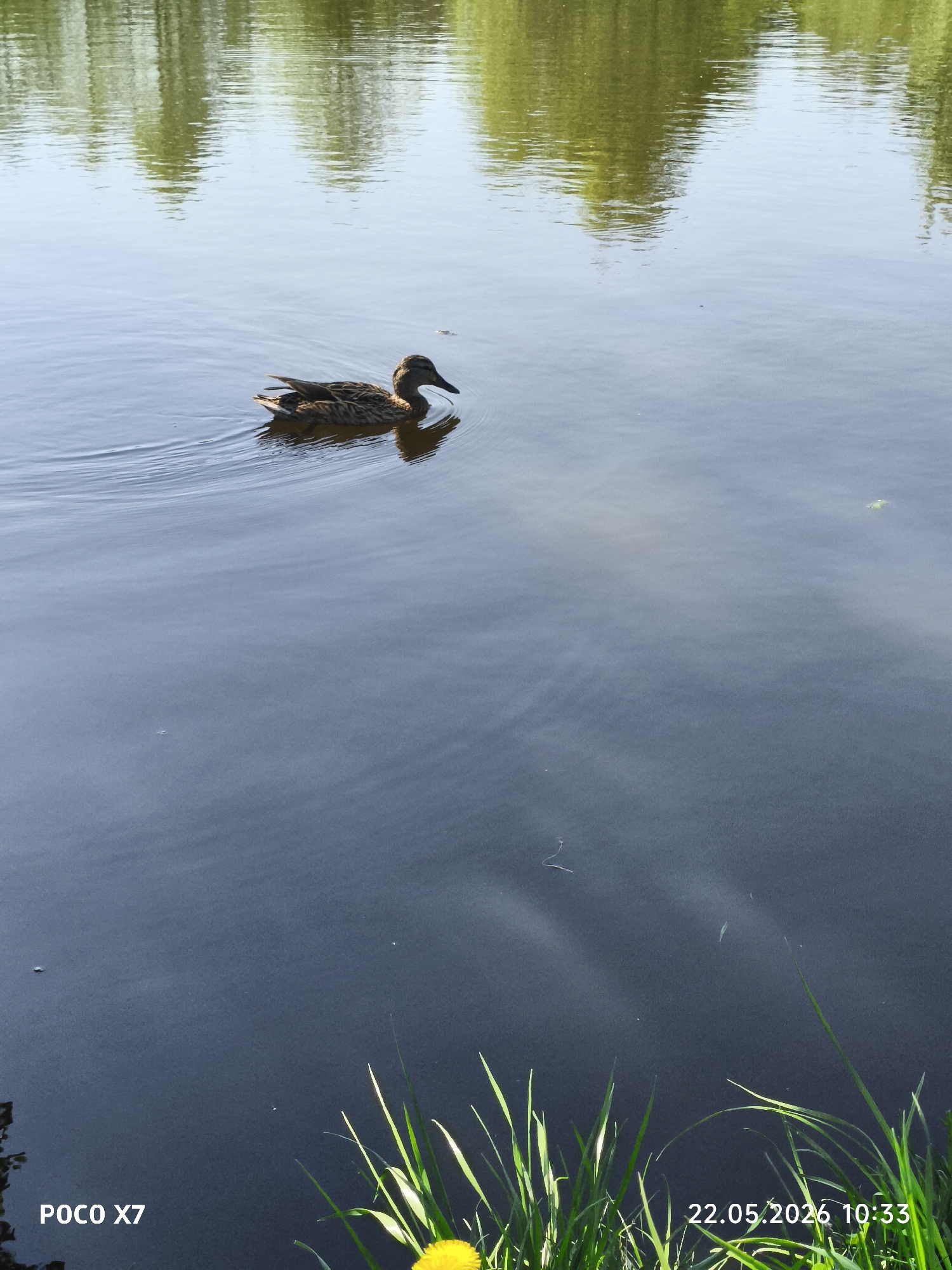 Spring morning scenes captured around Chaikovsky pond with wildlife