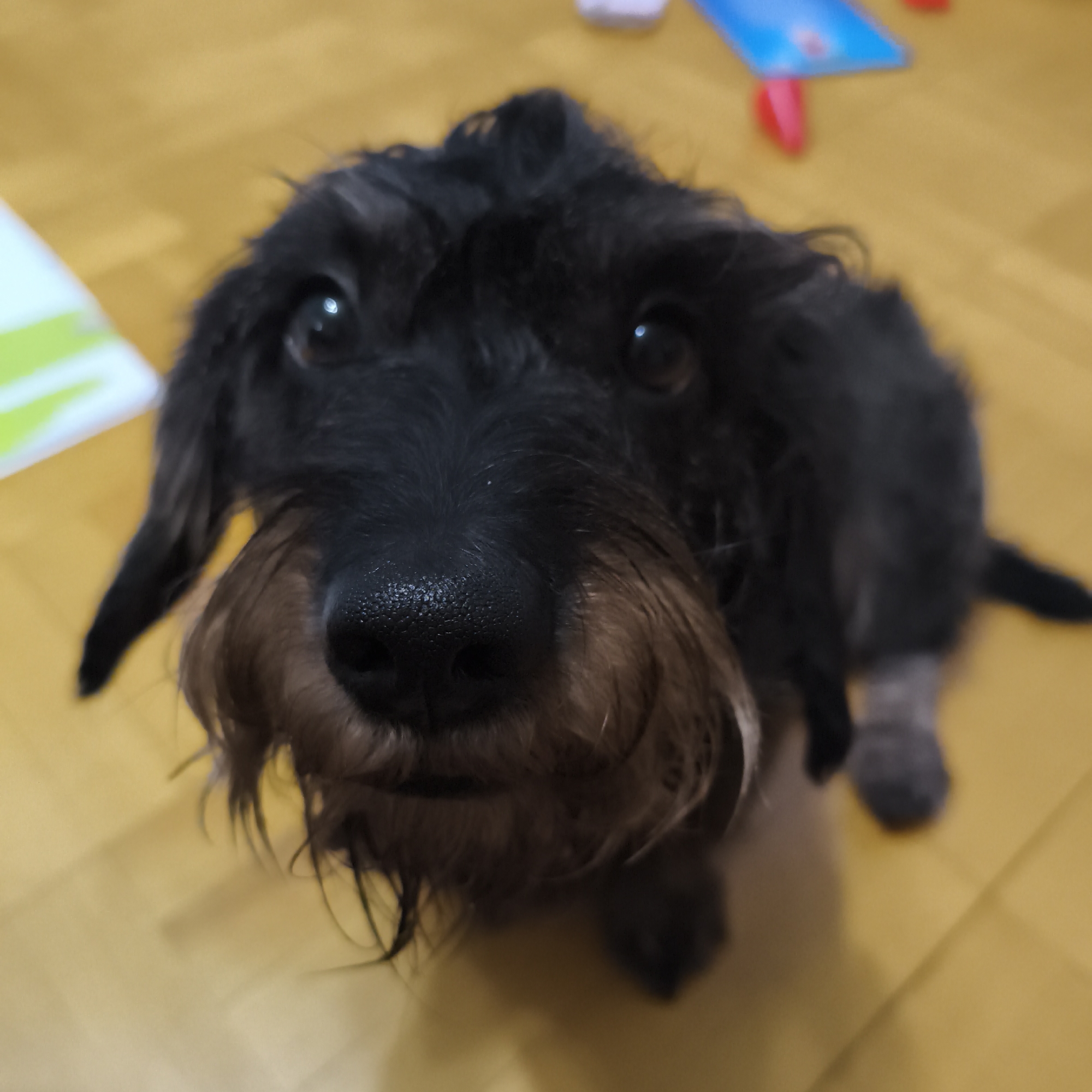 Dachshund and angry plush toy captured in indoor photos