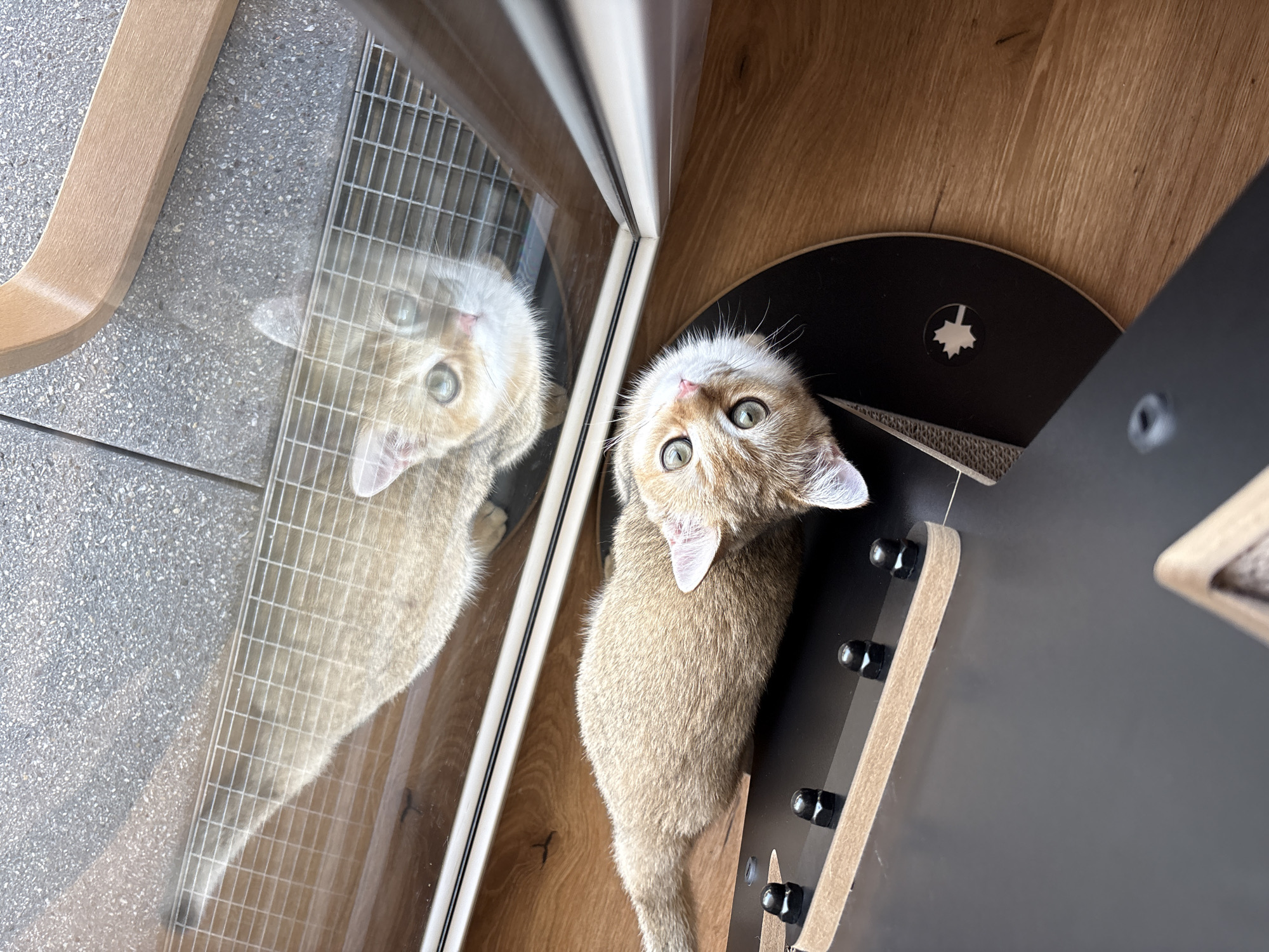 Curious kitten explores scratching post and home in Bönnigheim