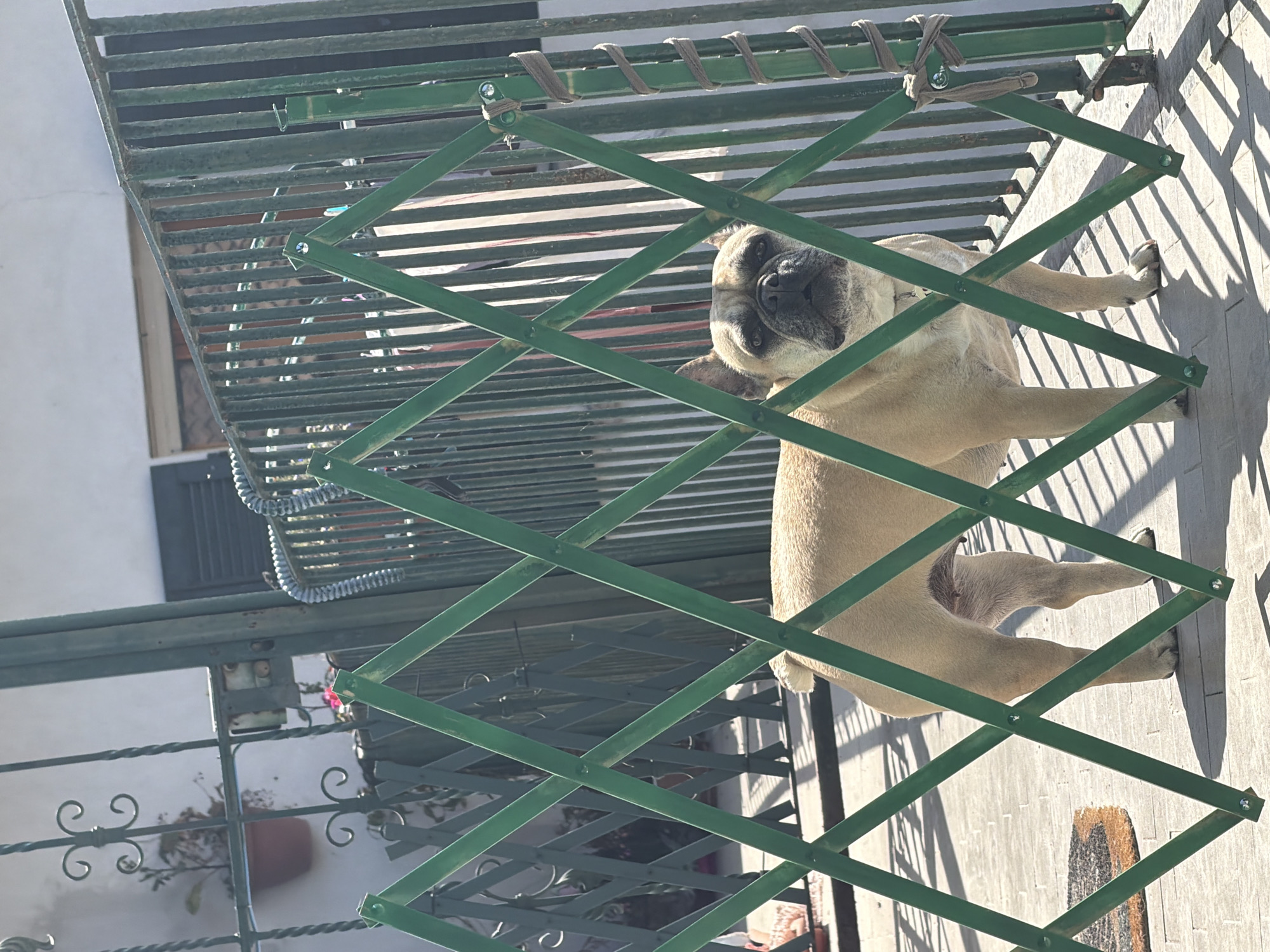 French Bulldog with heart tag spotted behind Milan gate