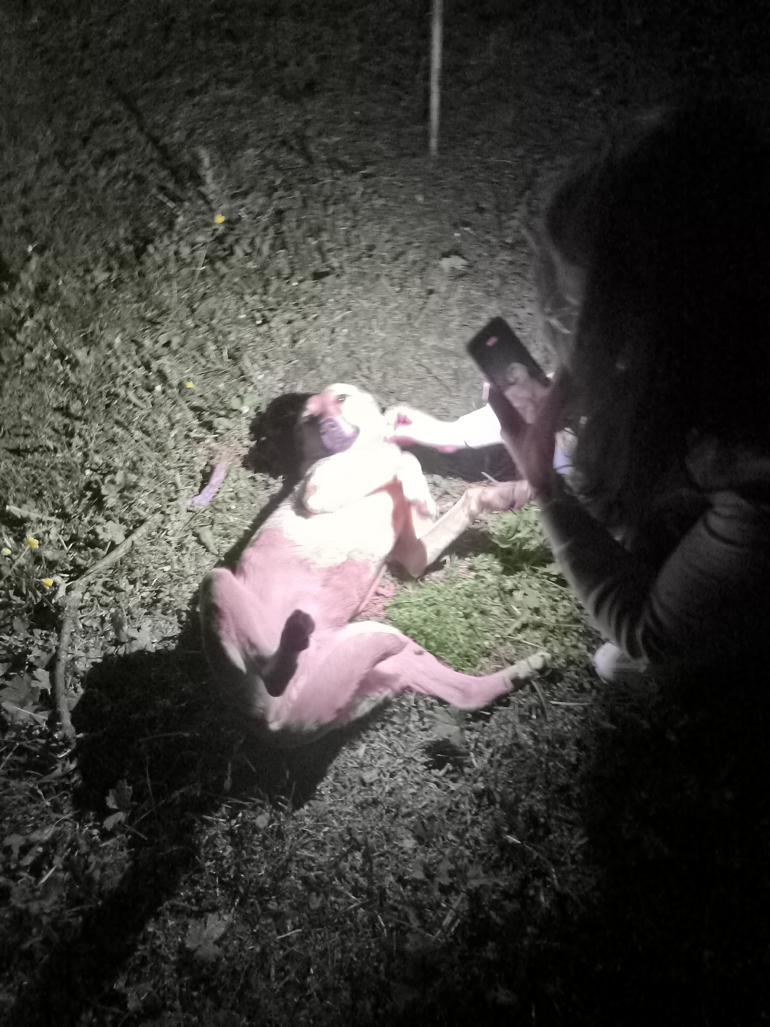 Woman photographs playful dog lying in grass in Bulgaria