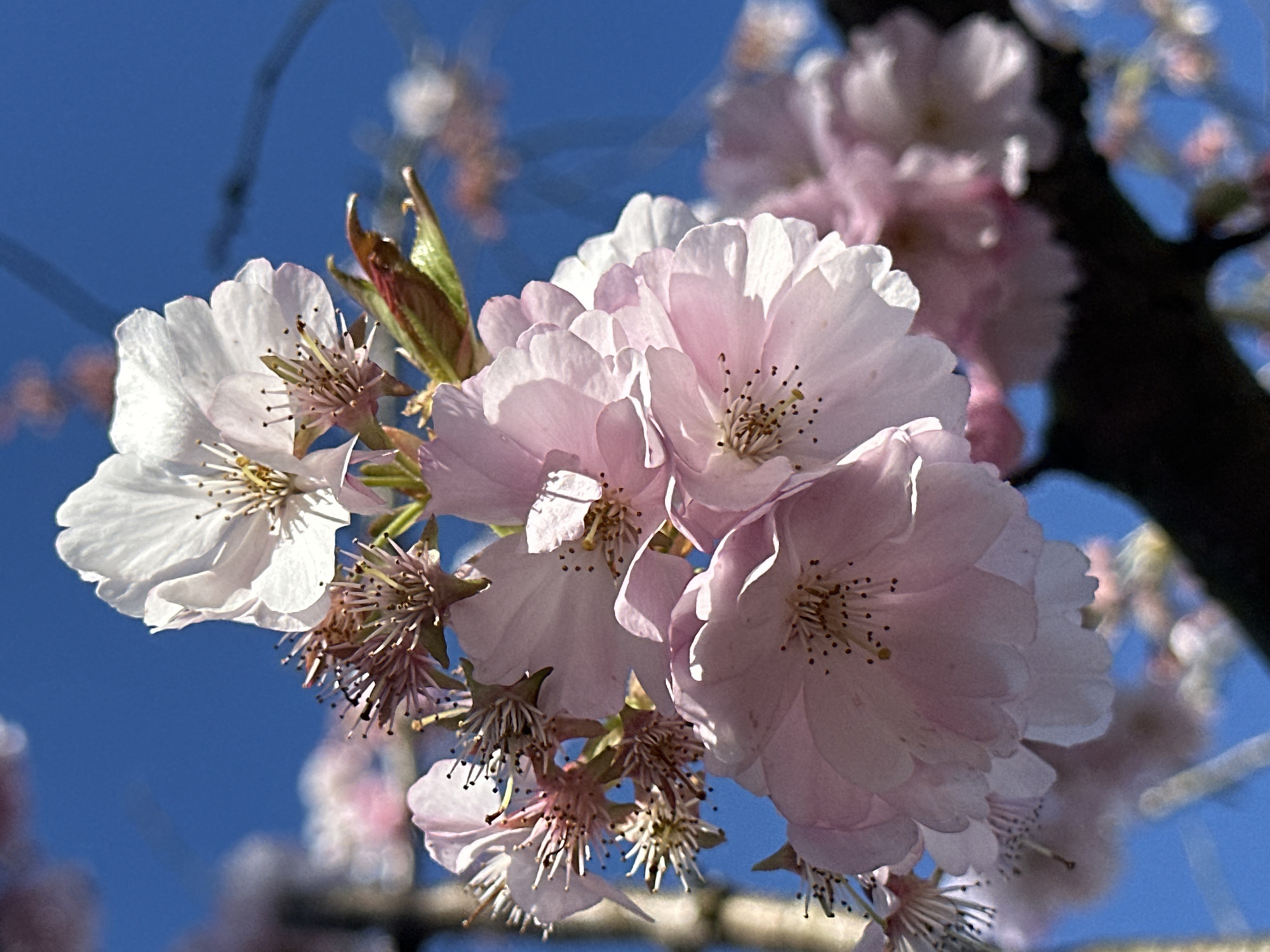 Spring blooms and selfies captured in Tunbridge Wells area
