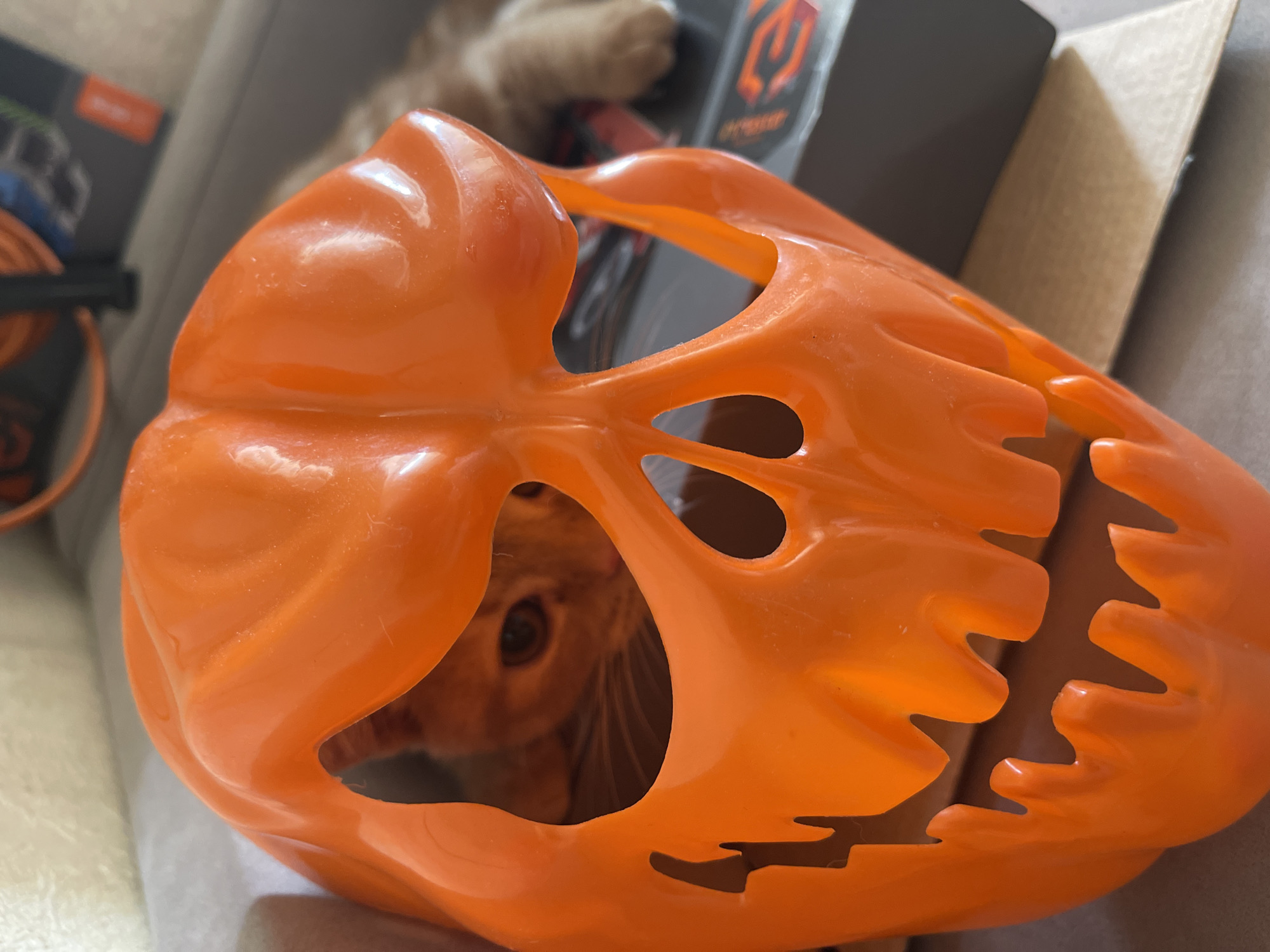 Orange kitten plays with Halloween mask, toy mouse in Russia
