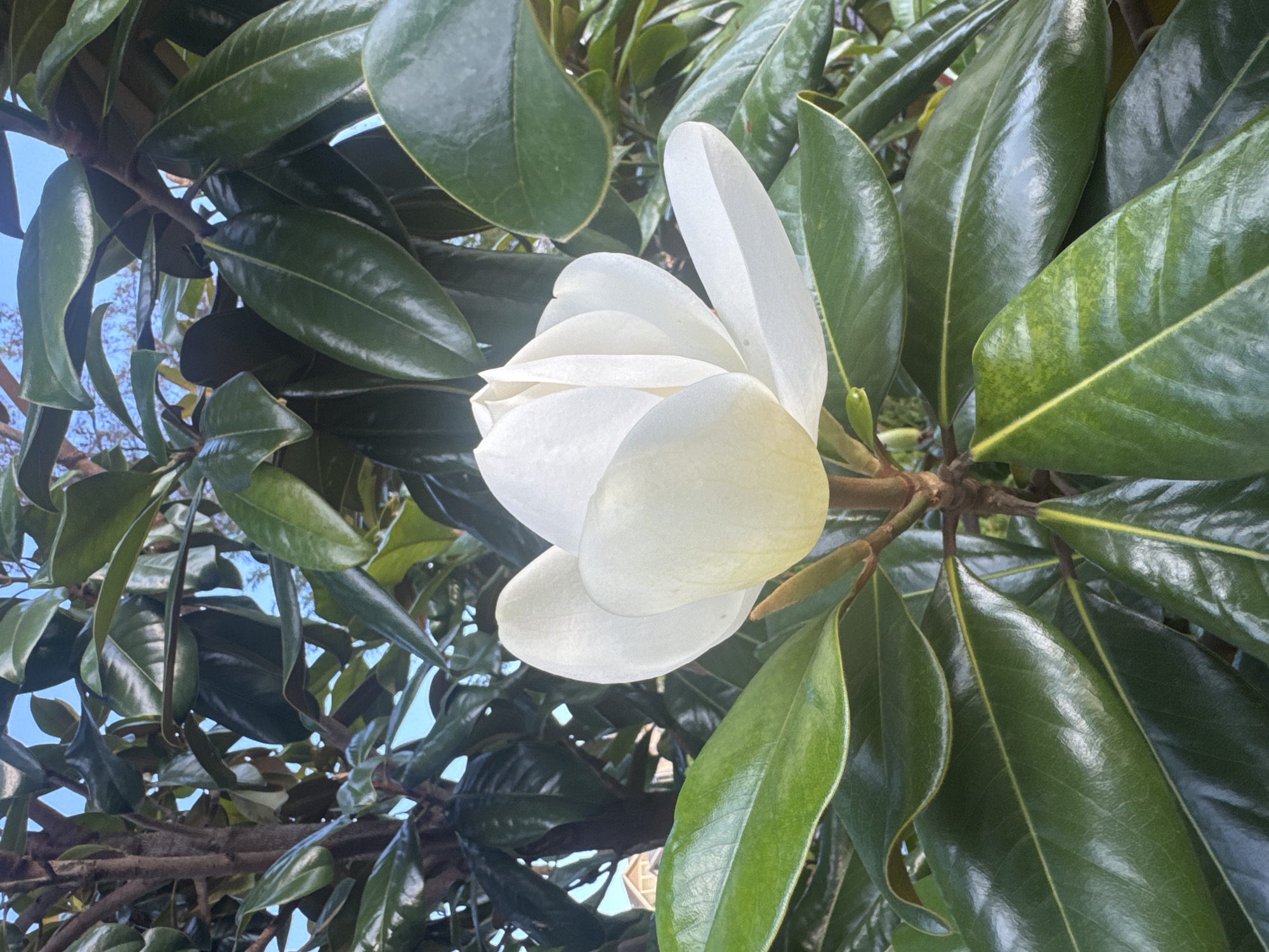 White magnolia in full bloom, Coquitlam