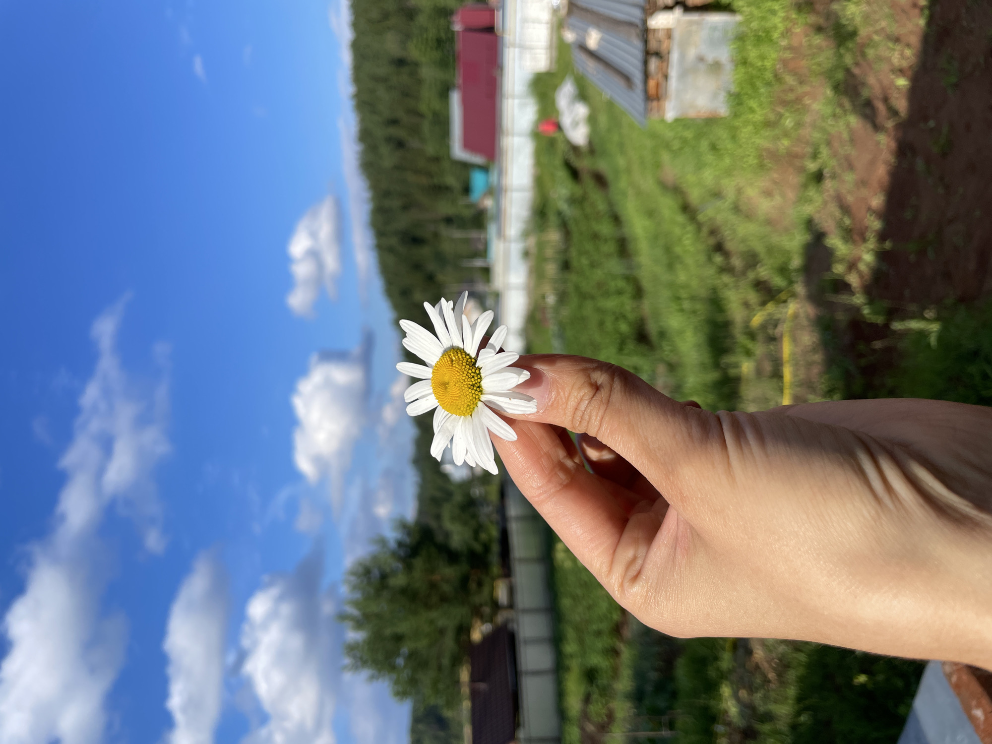 Summer afternoon in a Russian village — daisies, raspberries, and sand