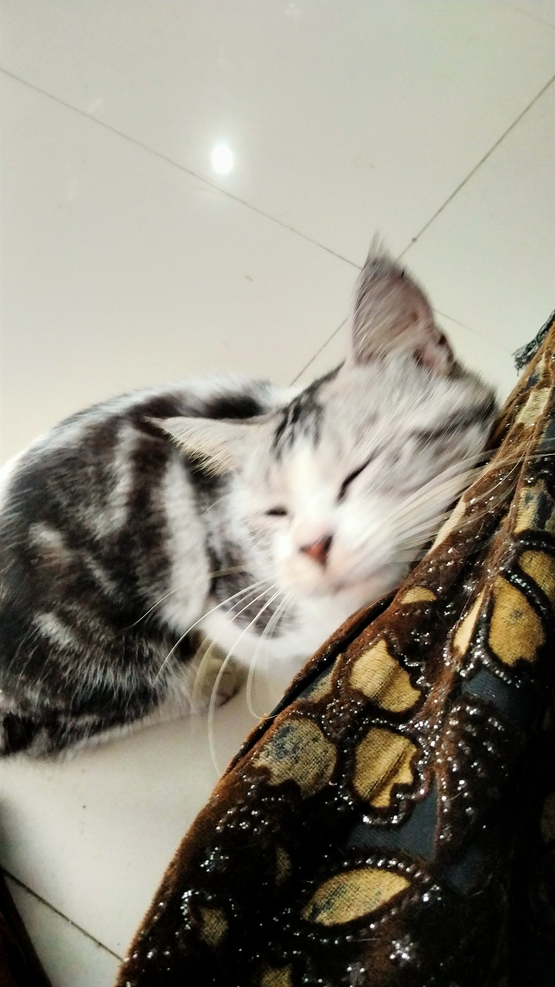 Cats, coffee, and quiet village life in Central Java
