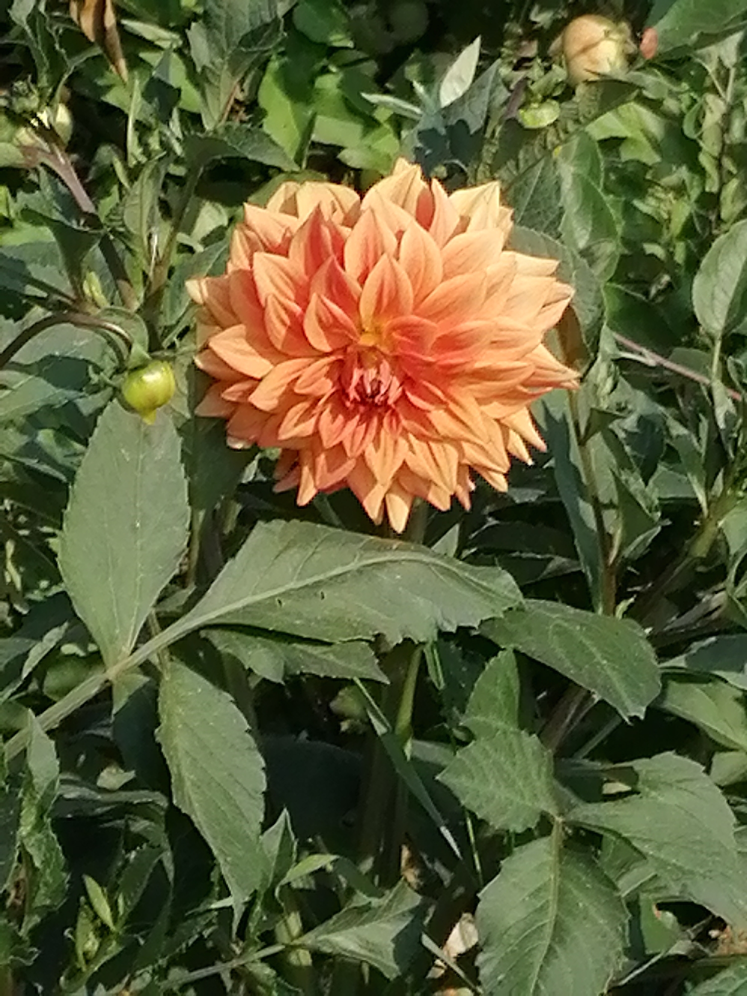 Summer garden in full bloom, Mylnikovo, Russia
