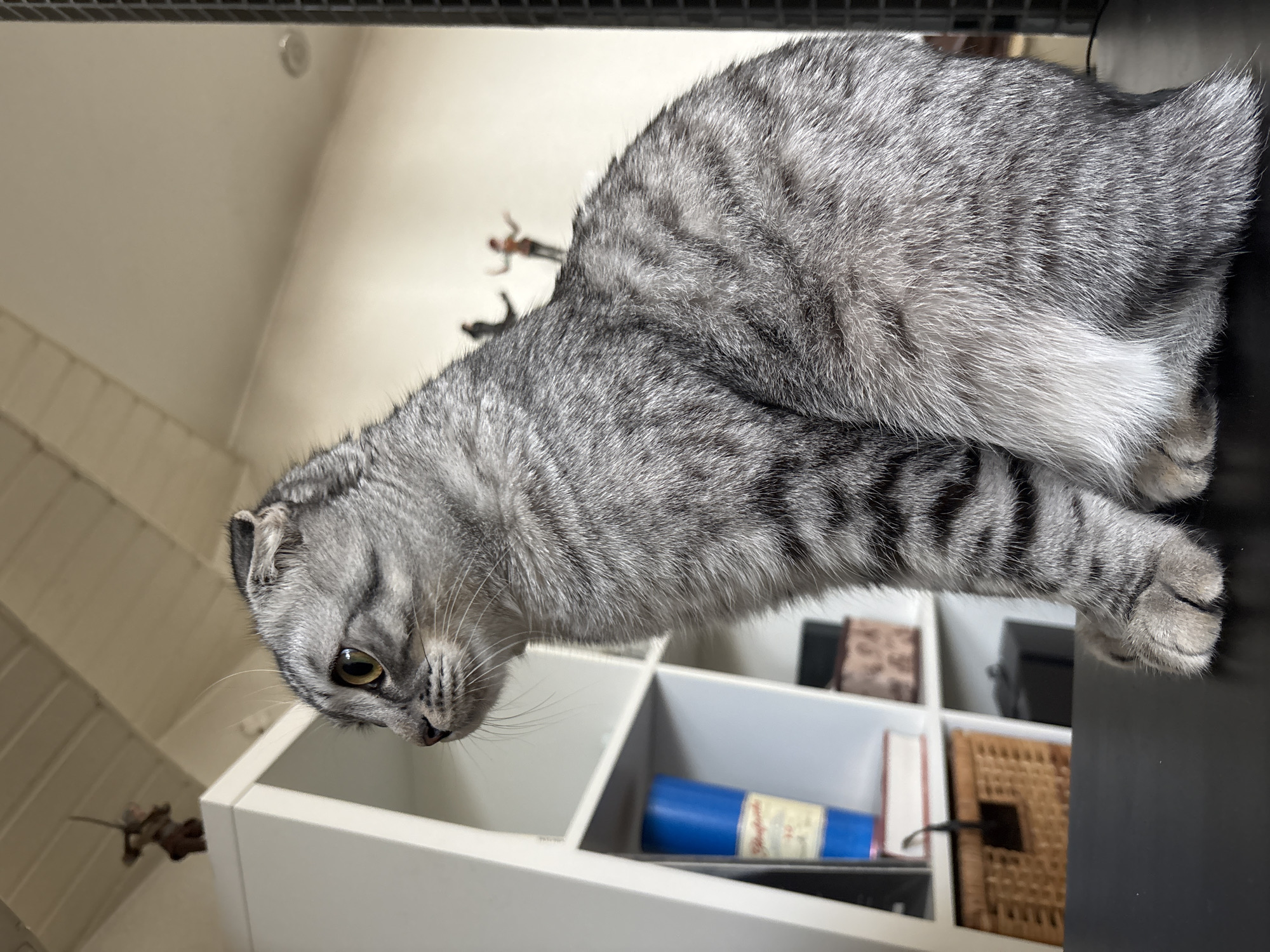 Scottish Fold cat observed at home in Perm