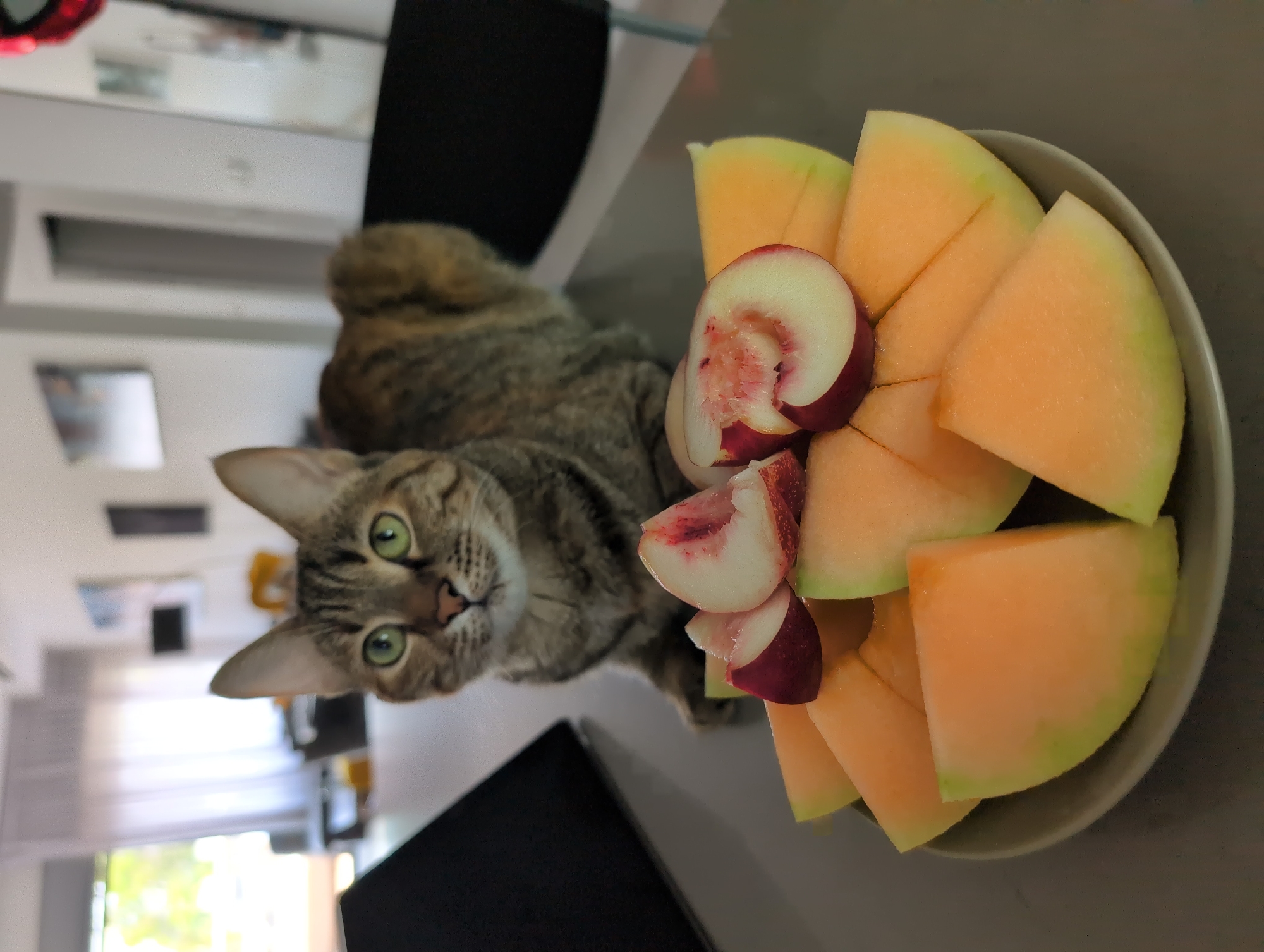 Lazy morning with a green-eyed tabby in Ramat Gan