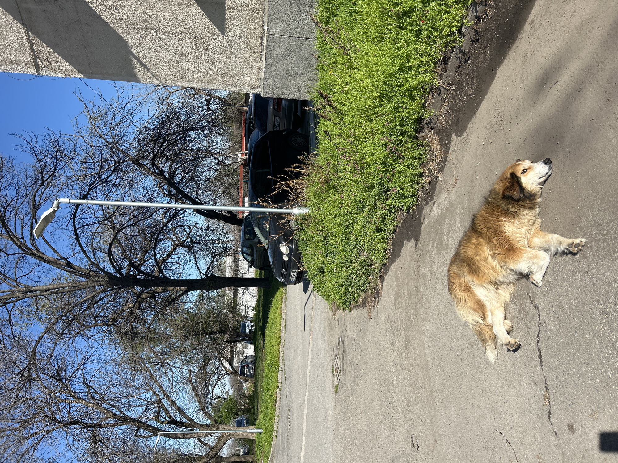 Golden retriever spotted resting on Plovdiv sidewalk during spring morning