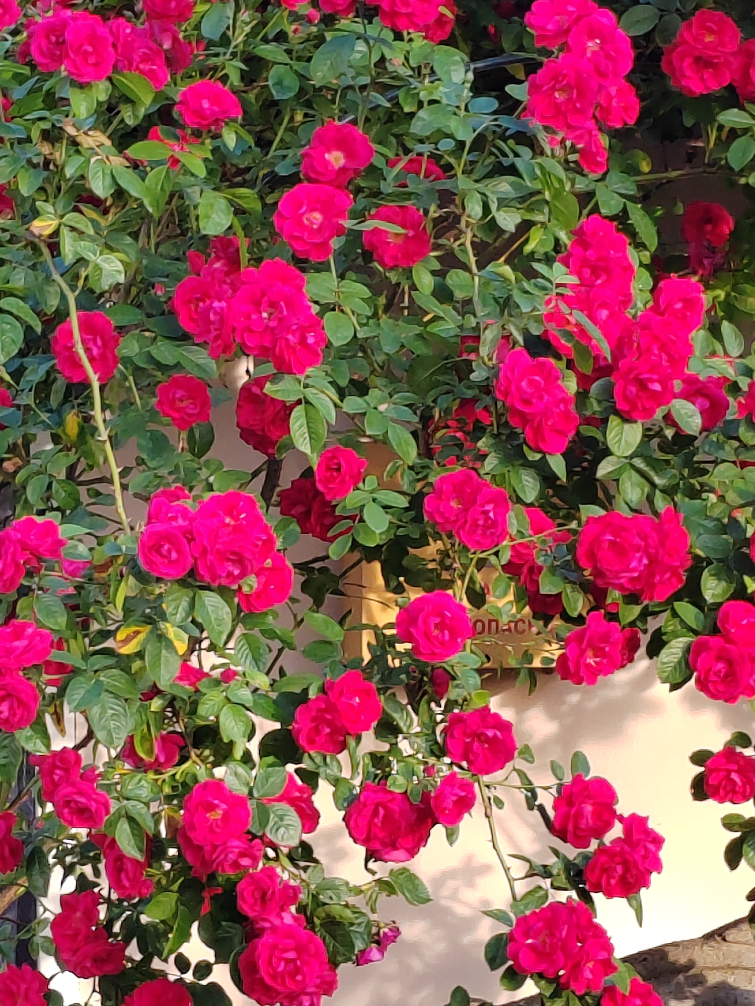 Evening stroll through blooming Brest captures urban life, flowers
