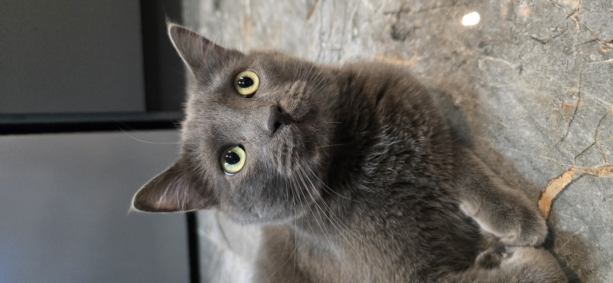 Grey cat holds court across 27 close-up shots at home