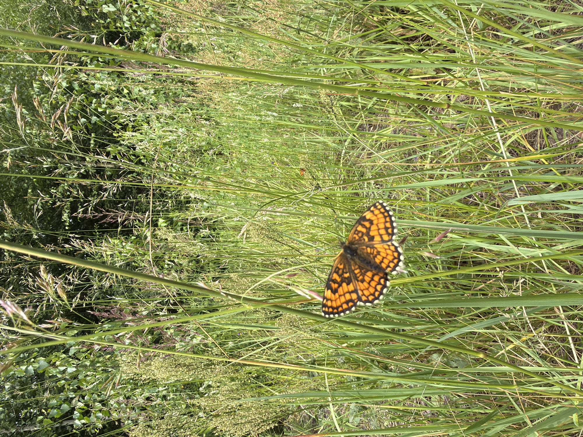 Summer afternoon roaming nature and streets in suburban Latvia