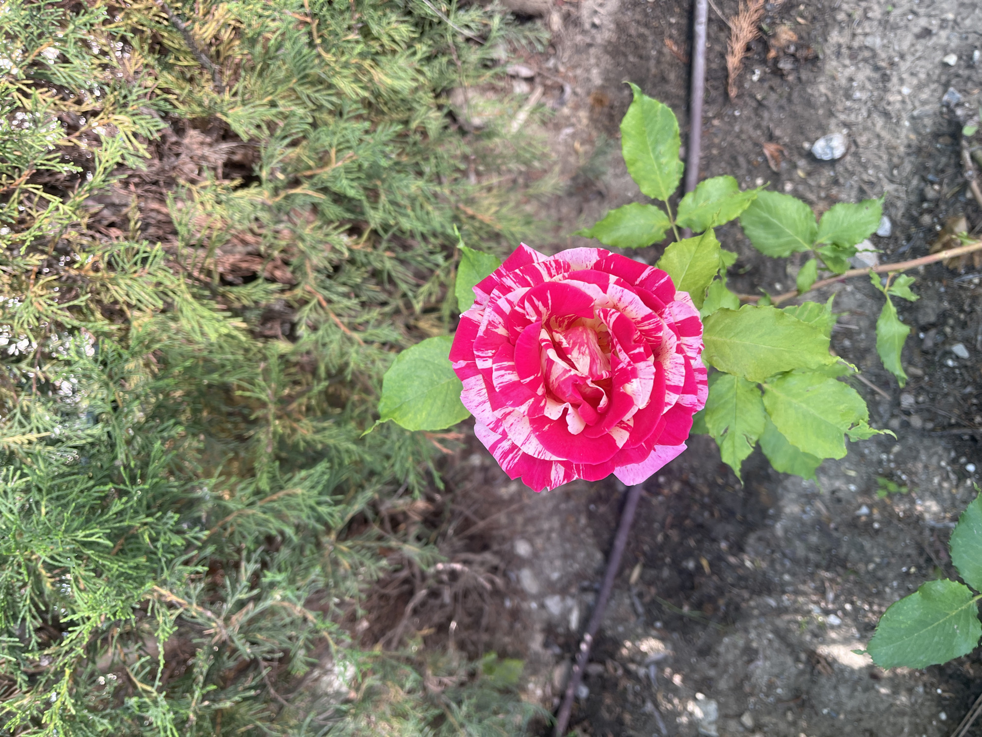 Man documents morning drive with vehicle selfies and garden roses