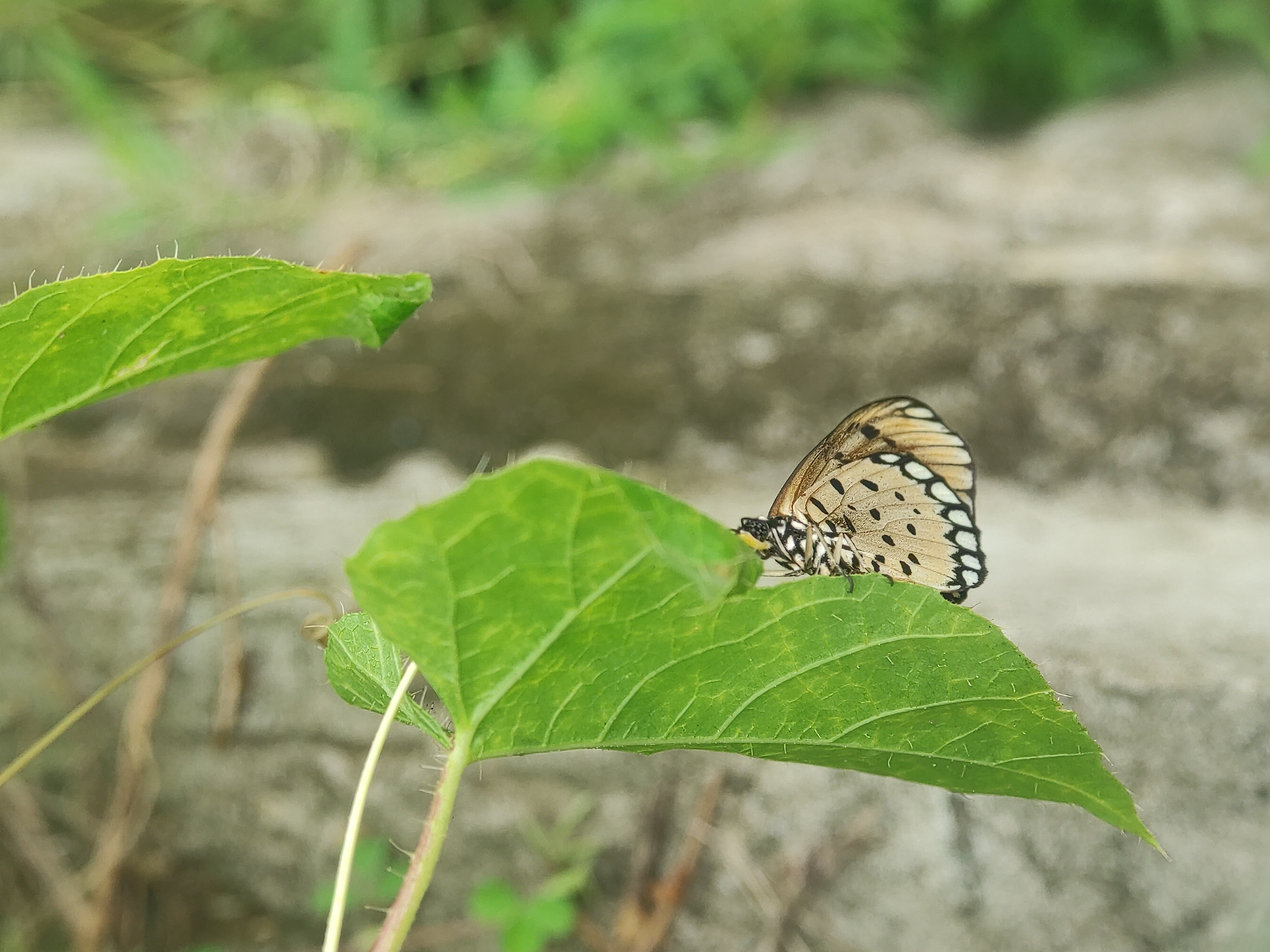 Early morning nature observations documented in Lhokseumawe, Indonesia