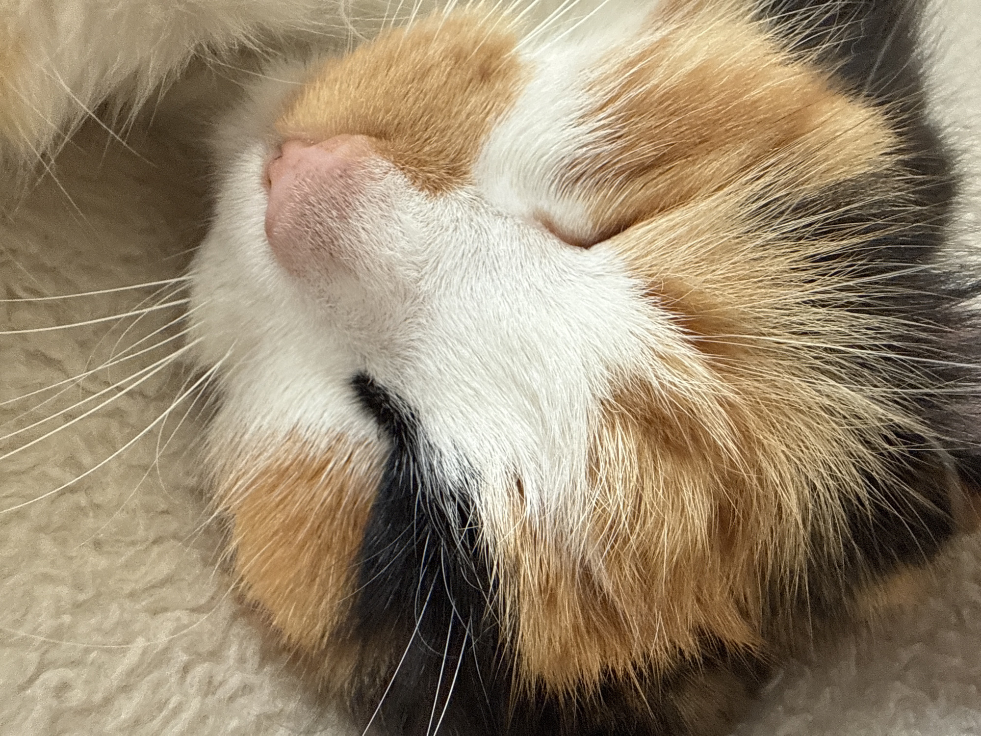 Calico cat and husky photographed up close at home