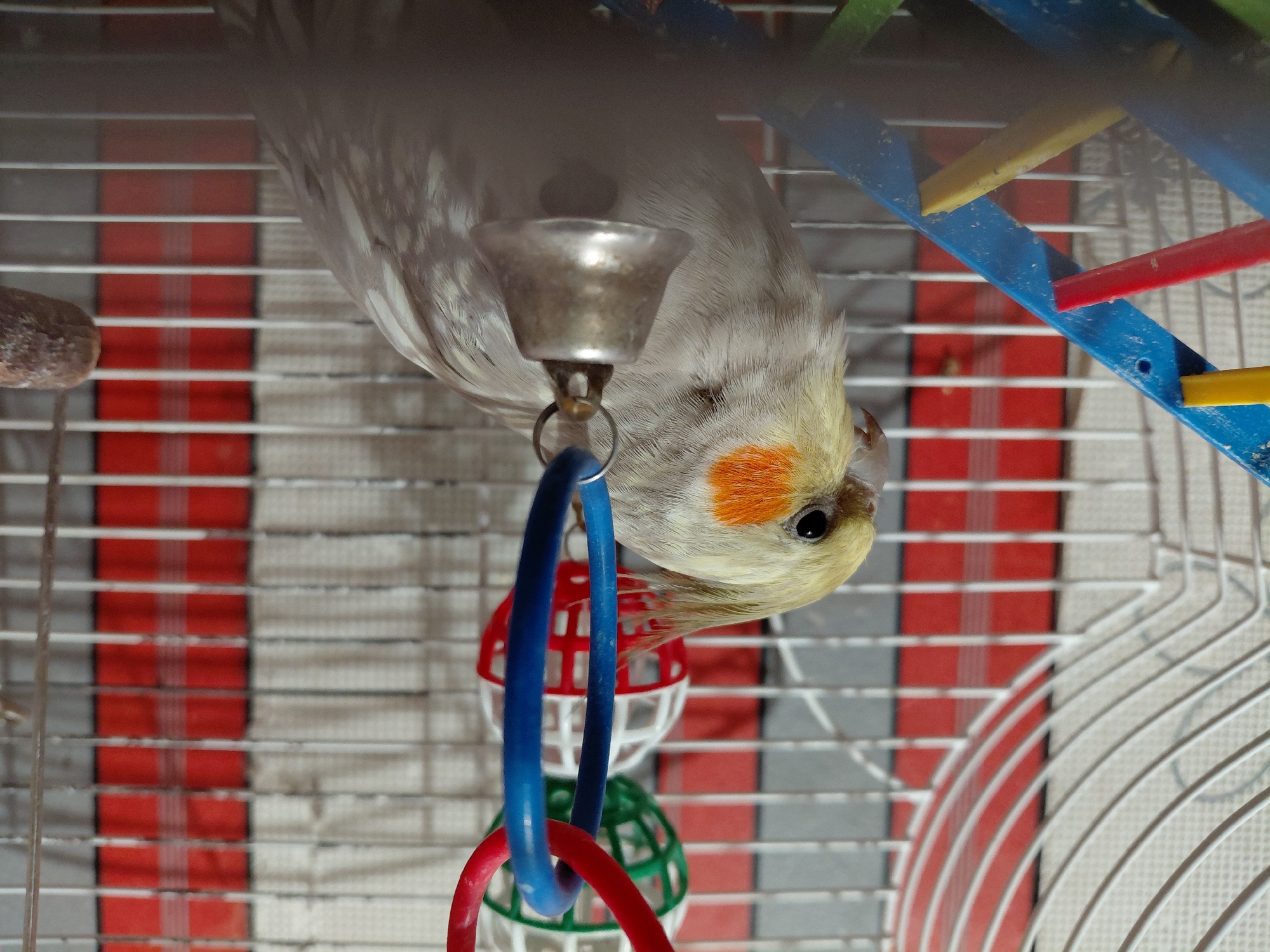 Home tour in Kremenchuk featuring pets, crafts, and gaming setup