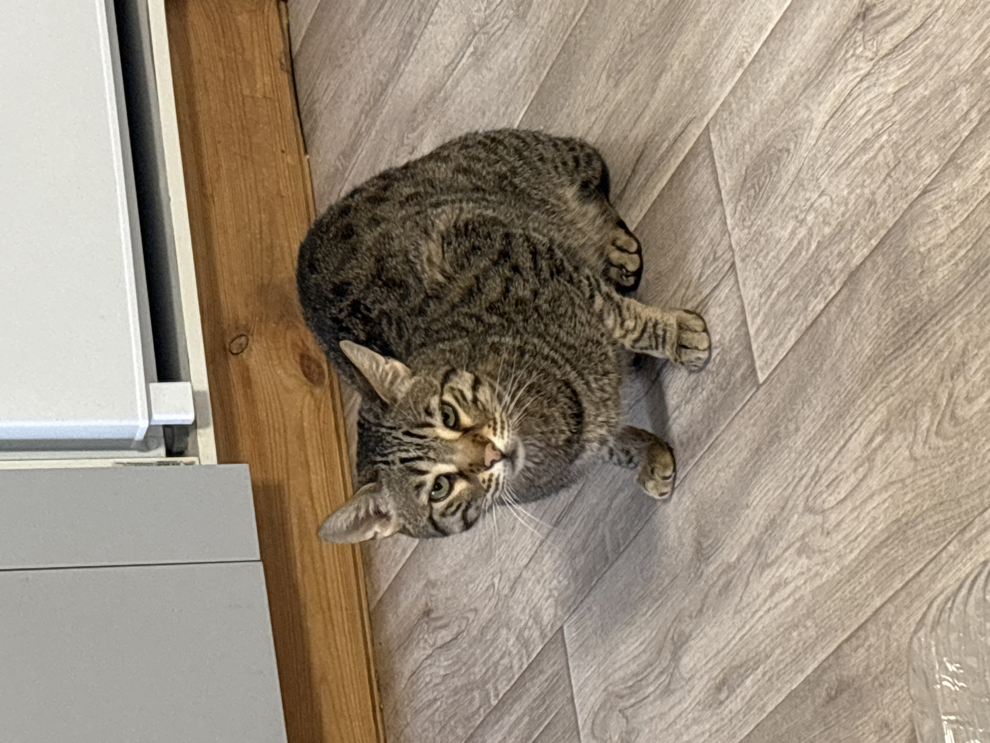 Quiet domestic moments with pets and baby in Раздолье