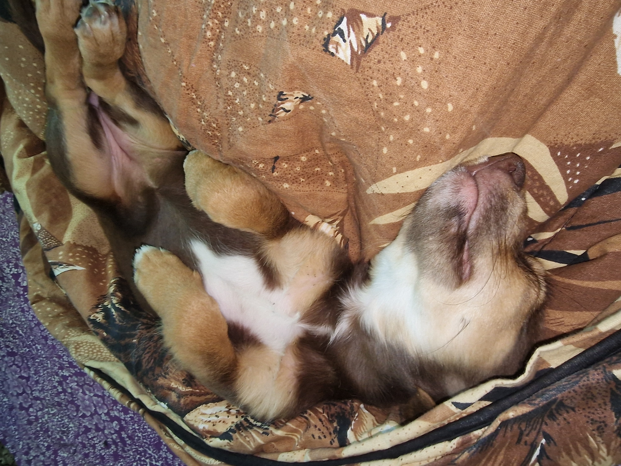 Lazy morning with a sleepy puppy, quotes, and roses in Piatkivka